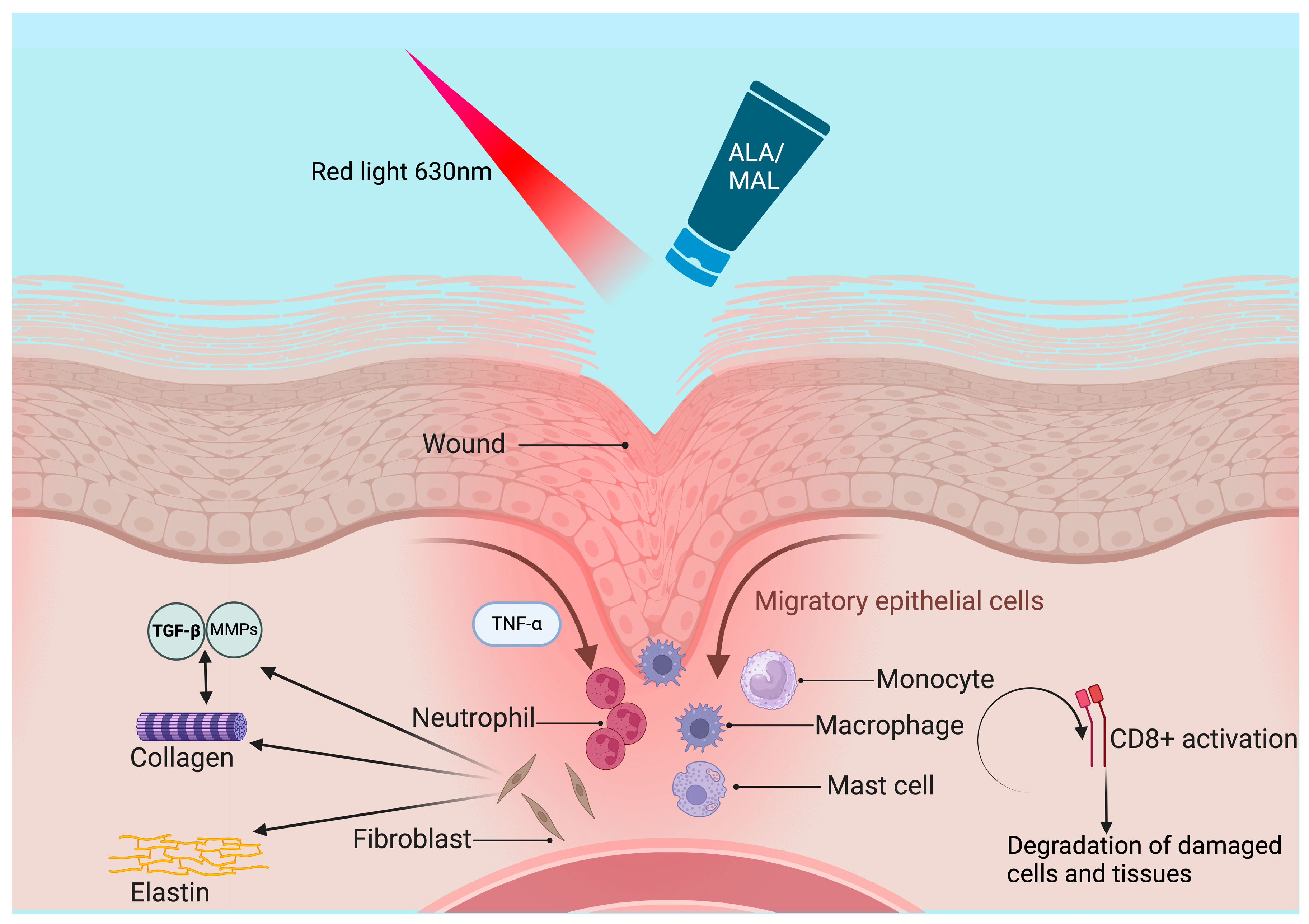 Ijms 25 03608 g007 Ijms 25 03608 g007