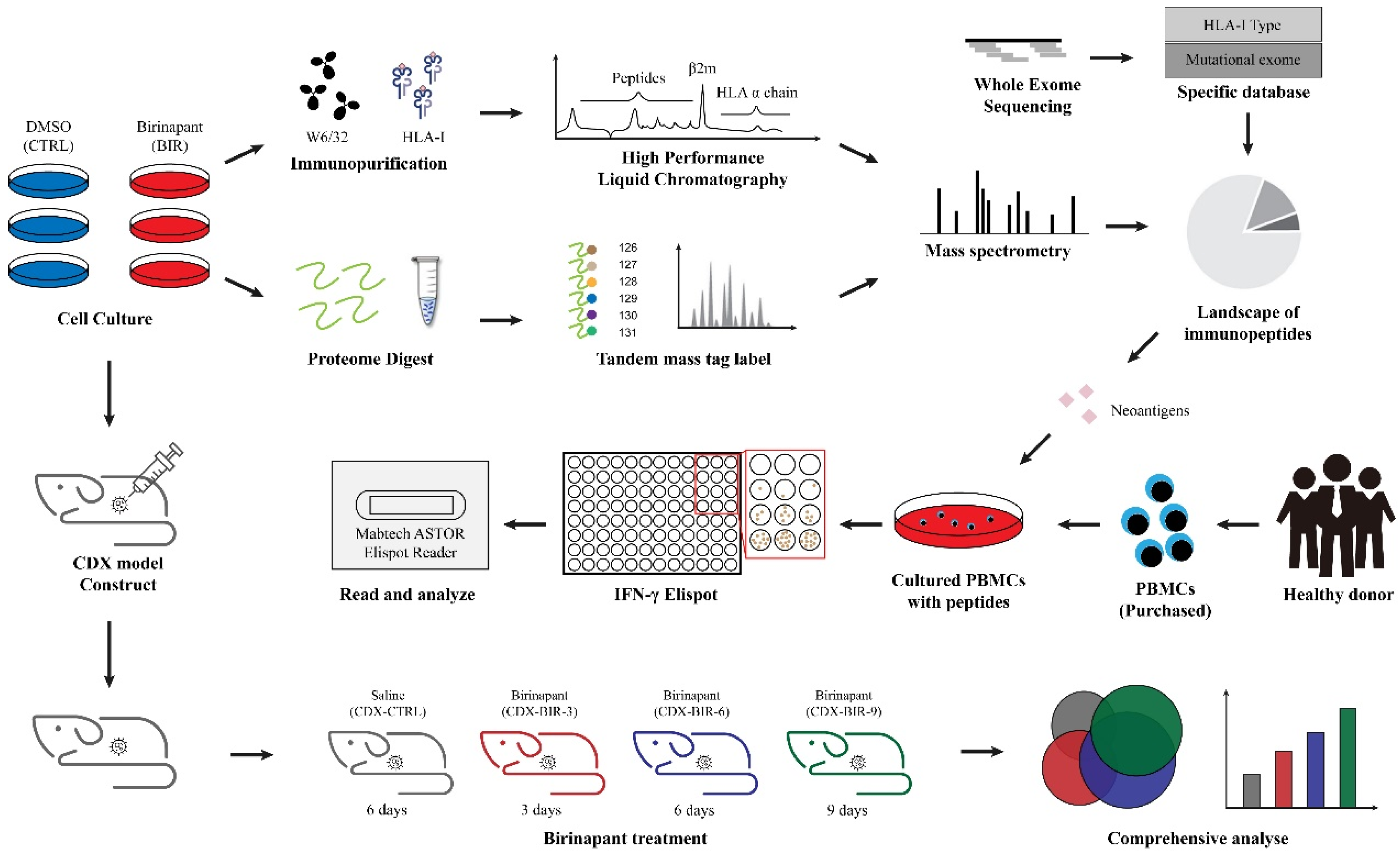 IJMS Free Full Text Birinapant Reshapes the Tumor