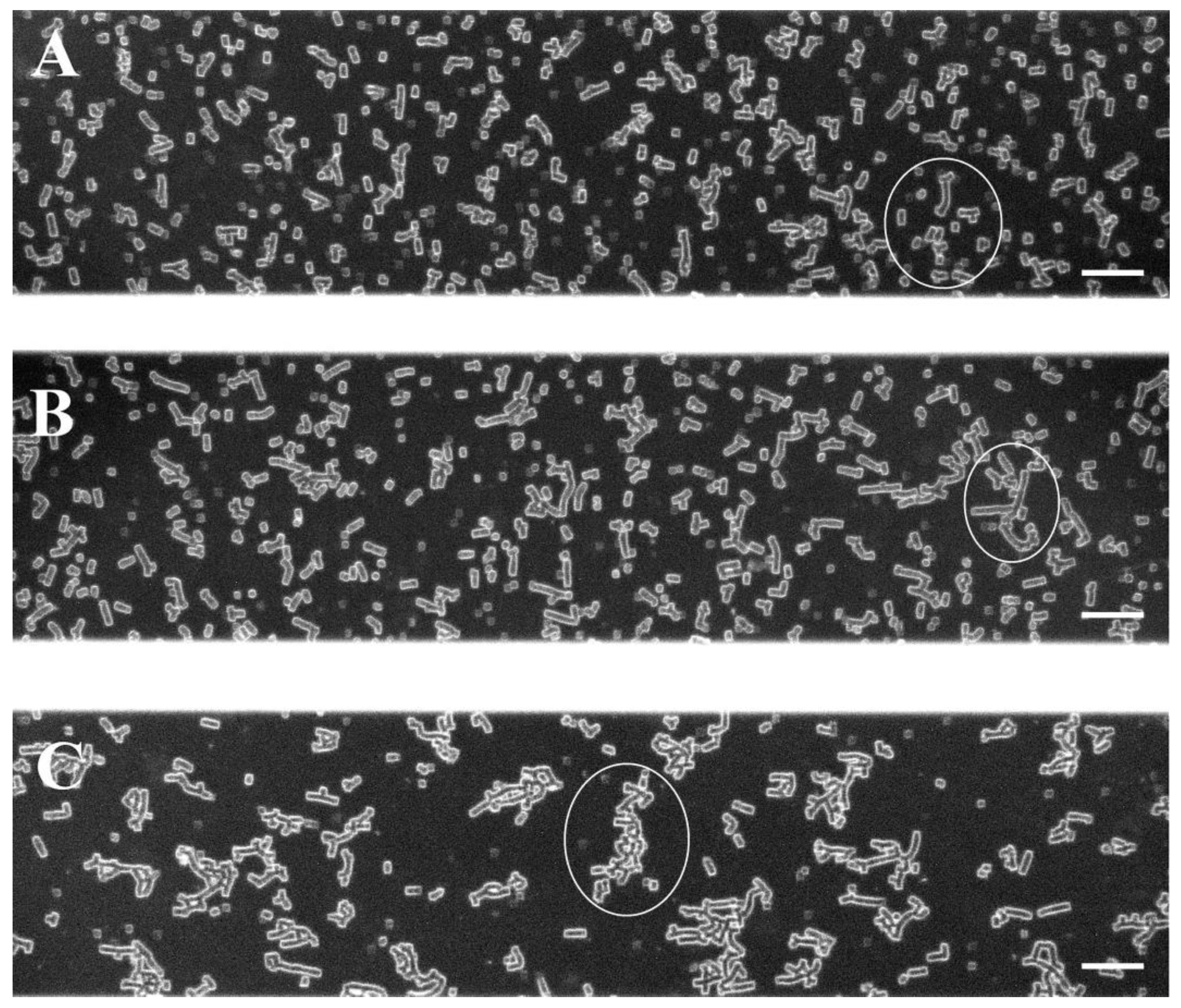 Ijms 25 03732 g001 Ijms 25 03732 g001