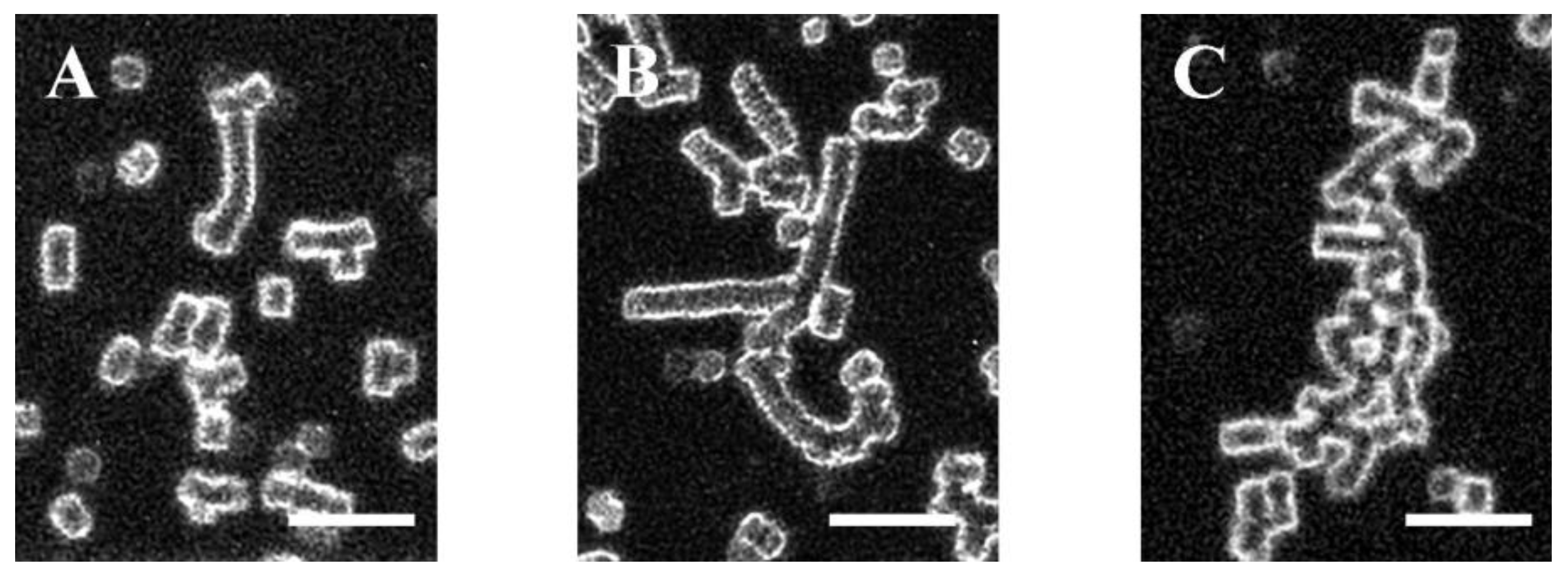 Ijms 25 03732 g002 Ijms 25 03732 g002