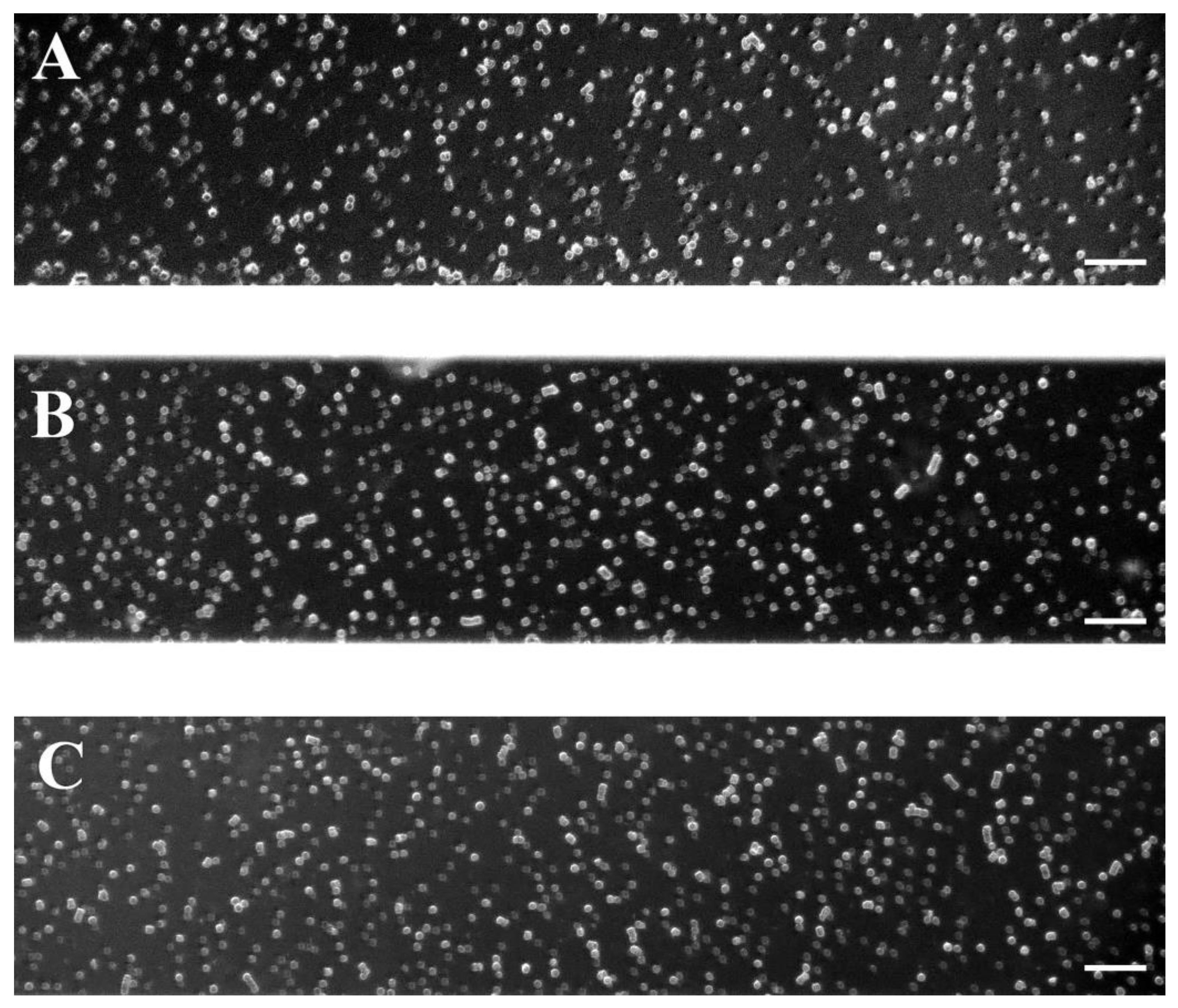 Ijms 25 03732 g003 Ijms 25 03732 g003