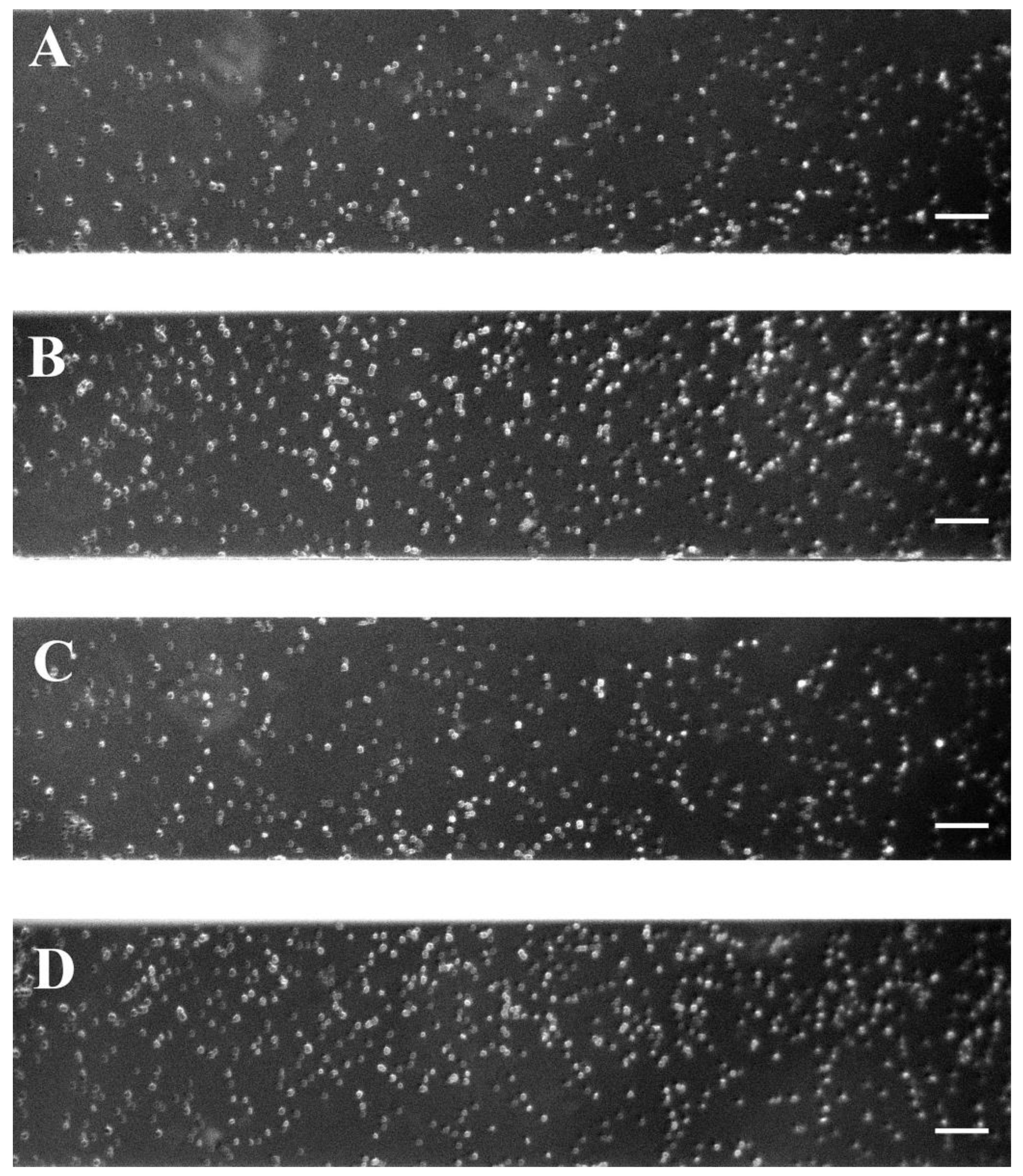 Ijms 25 03732 g005 Ijms 25 03732 g005