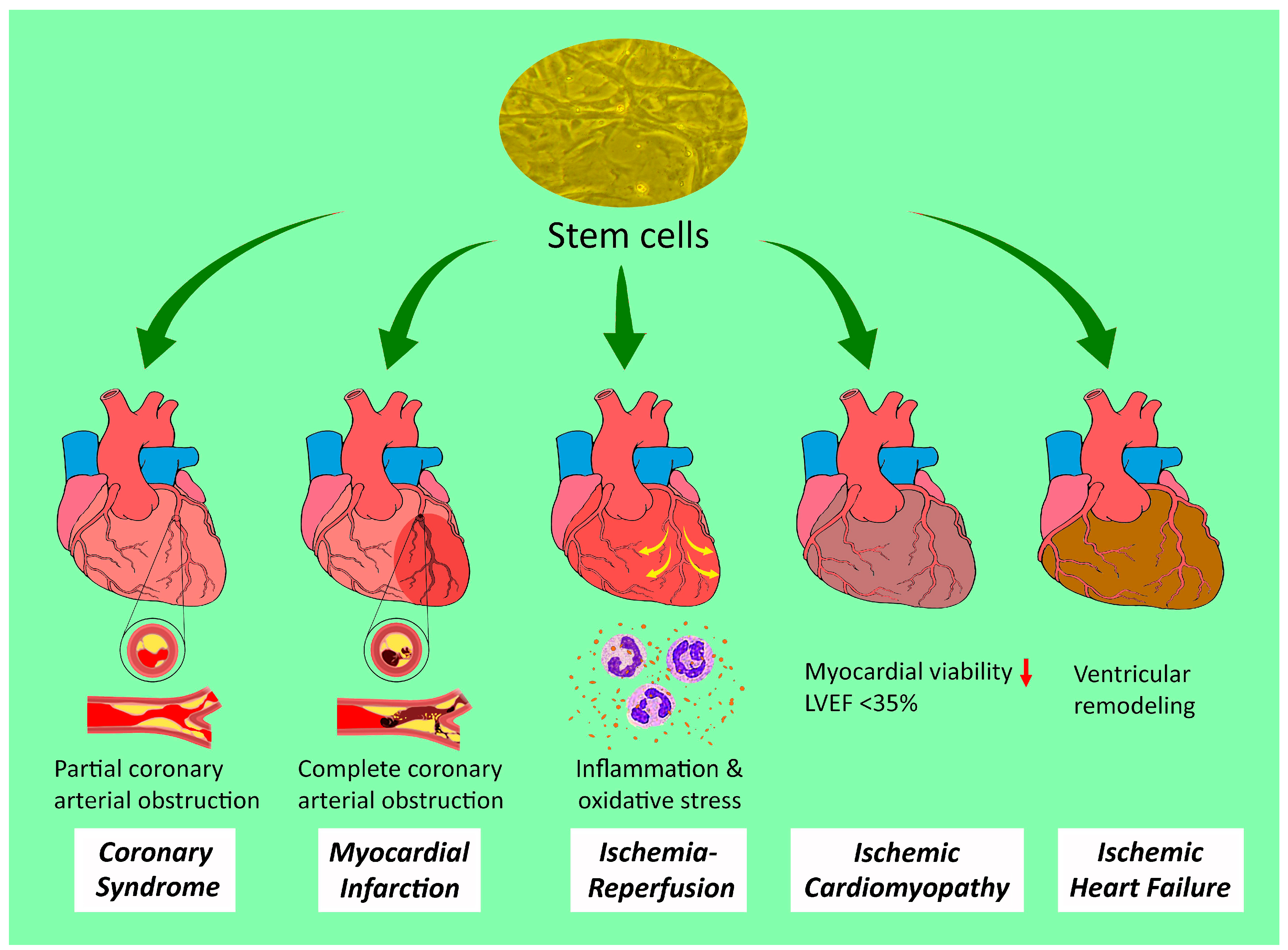 Ijms 25 03778 g001 Ijms 25 03778 g001