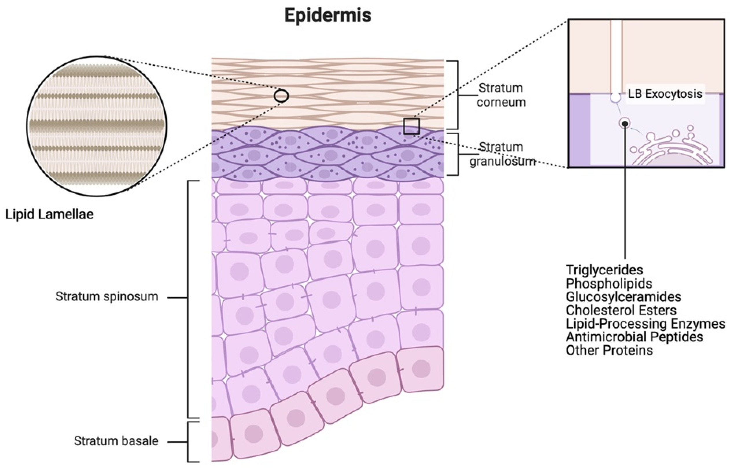 IJMS | Free Full-Text | Exploring Skin Wound Healing Models and the ...