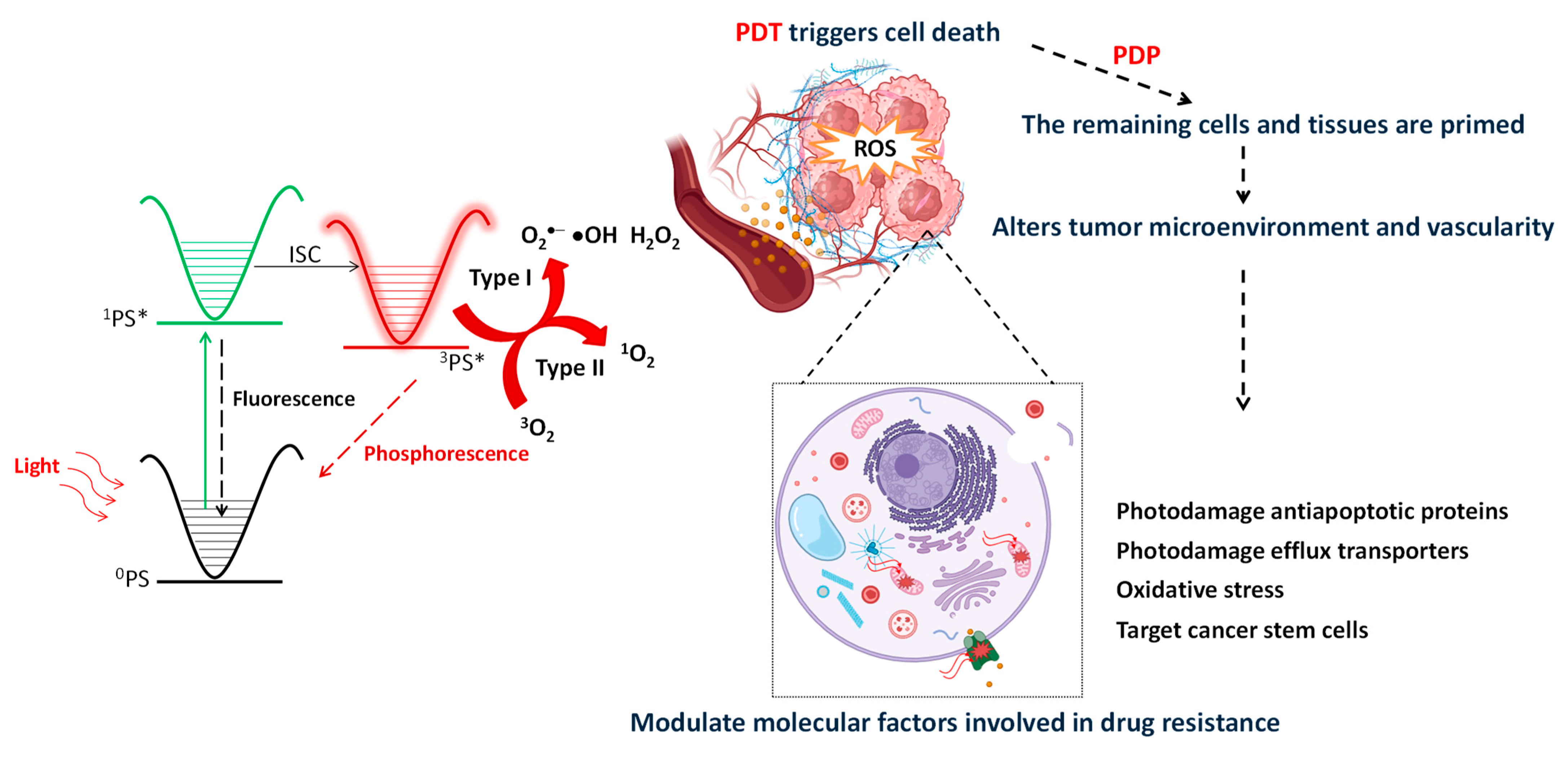 Ijms 25 03811 g001 Ijms 25 03811 g001