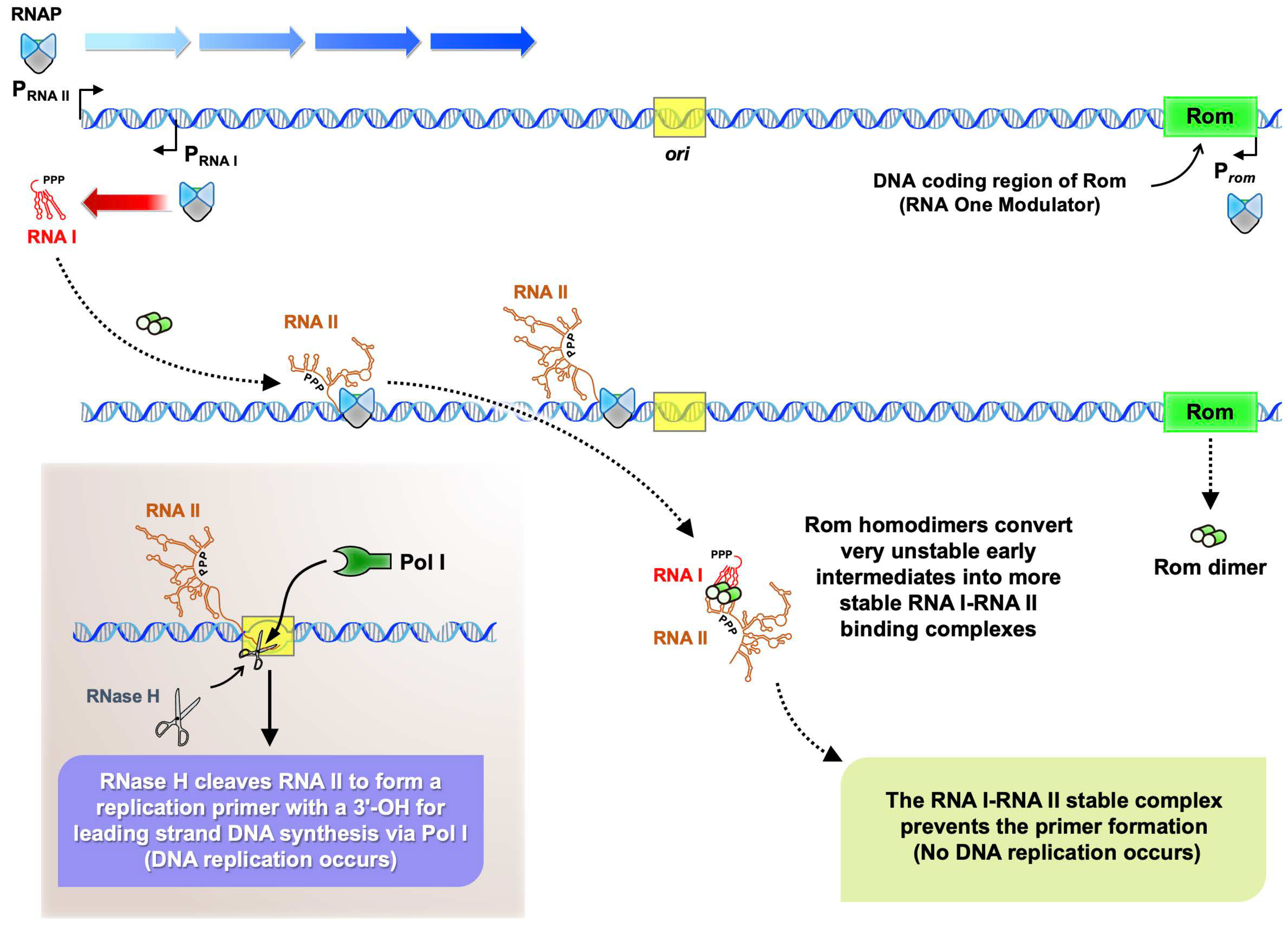 Ijms 25 03955 g001 Ijms 25 03955 g001