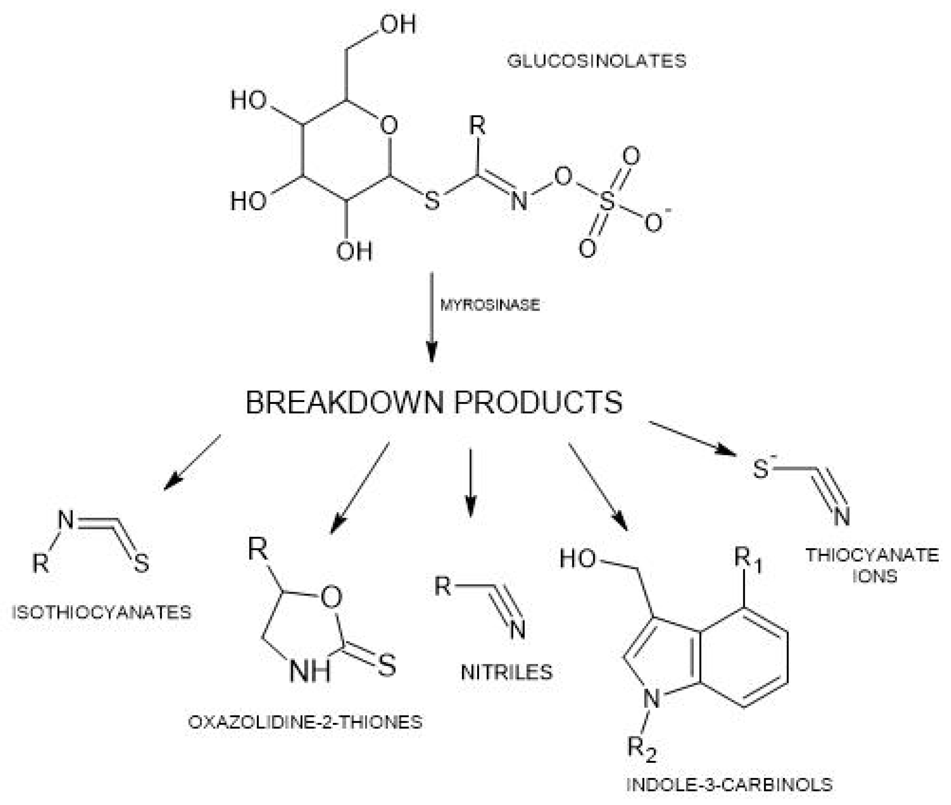 Ijms 25 03988 g001 Ijms 25 03988 g001