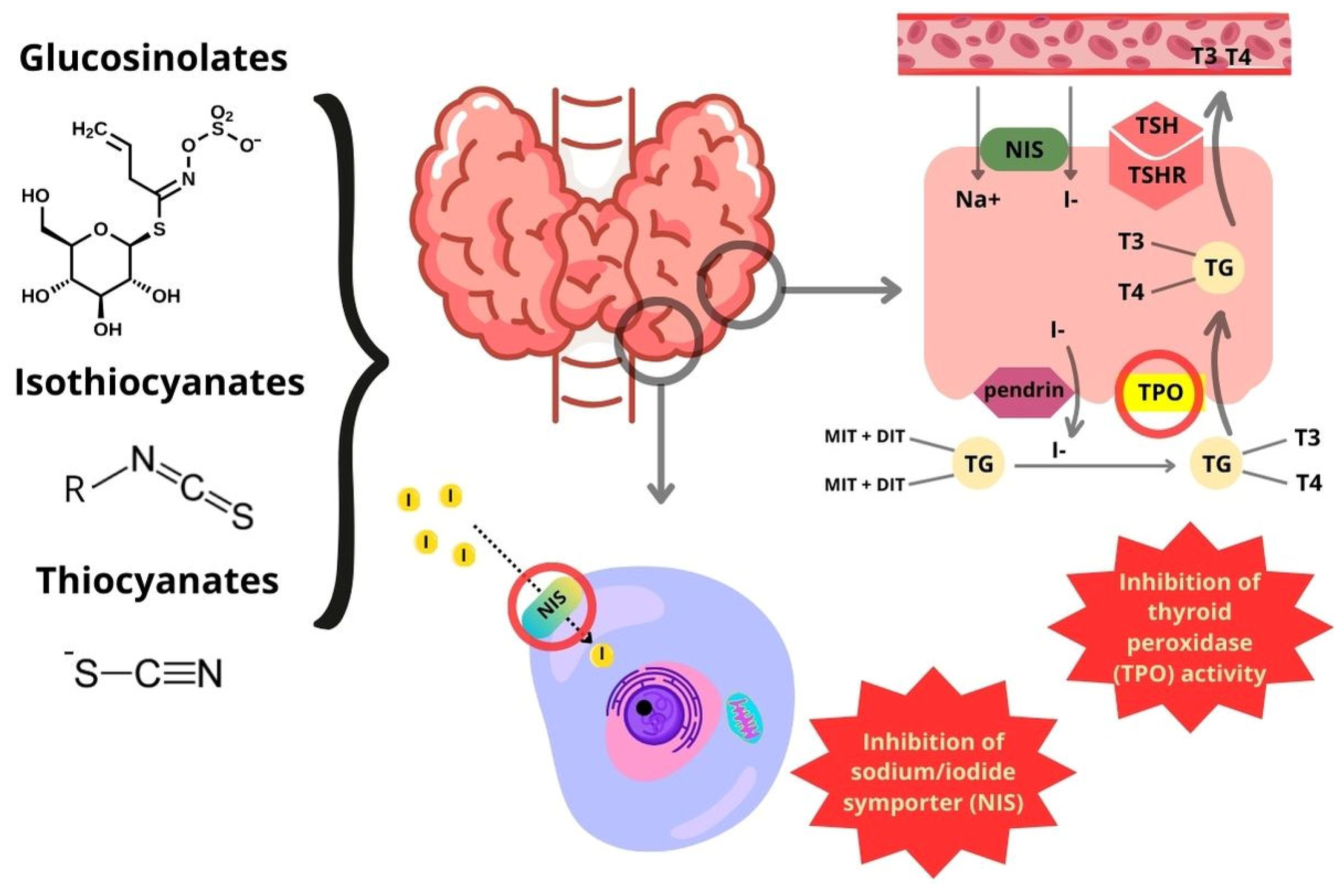 Ijms 25 03988 g003 Ijms 25 03988 g003