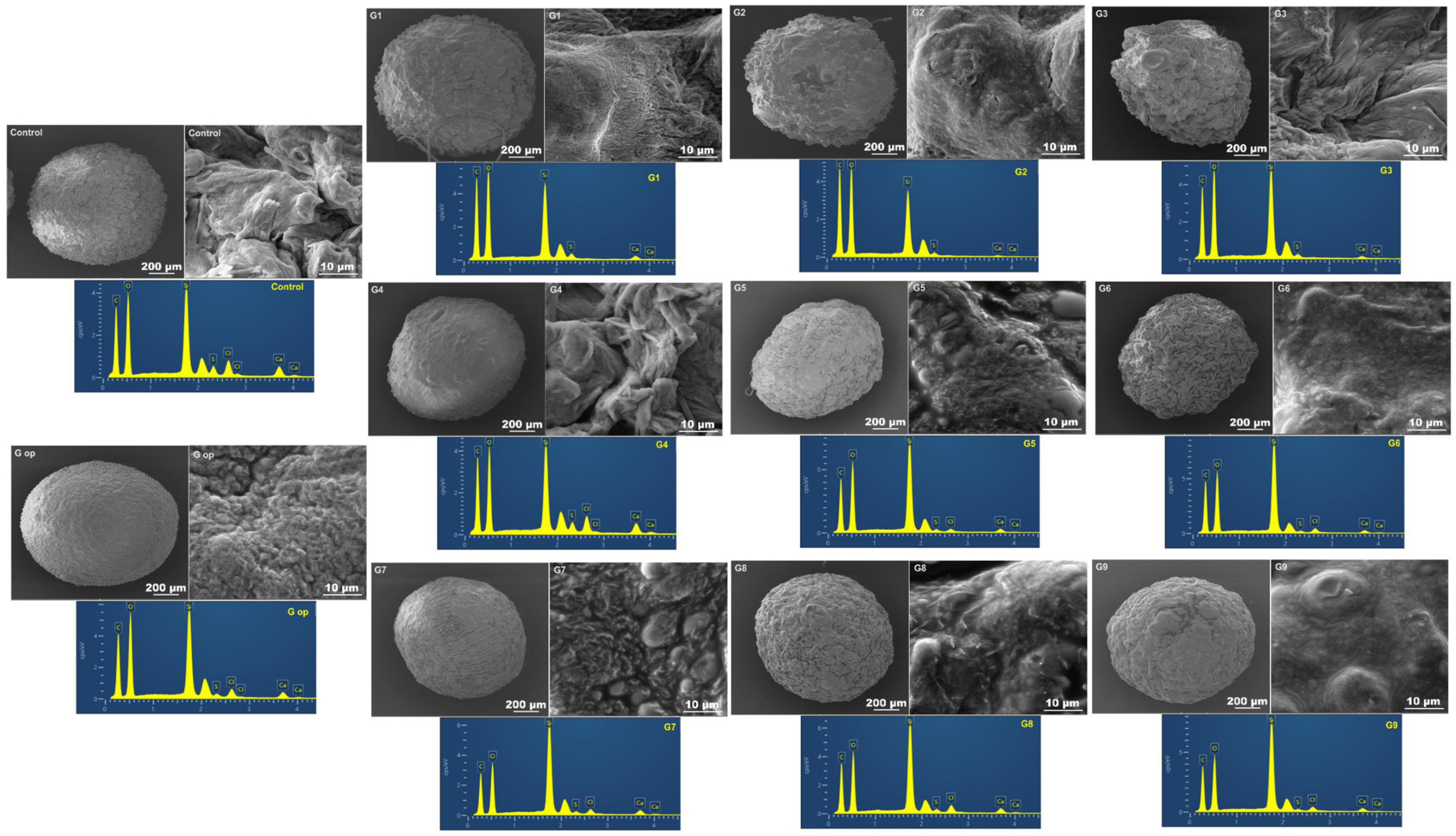 Ijms 25 03991 g007 Ijms 25 03991 g007