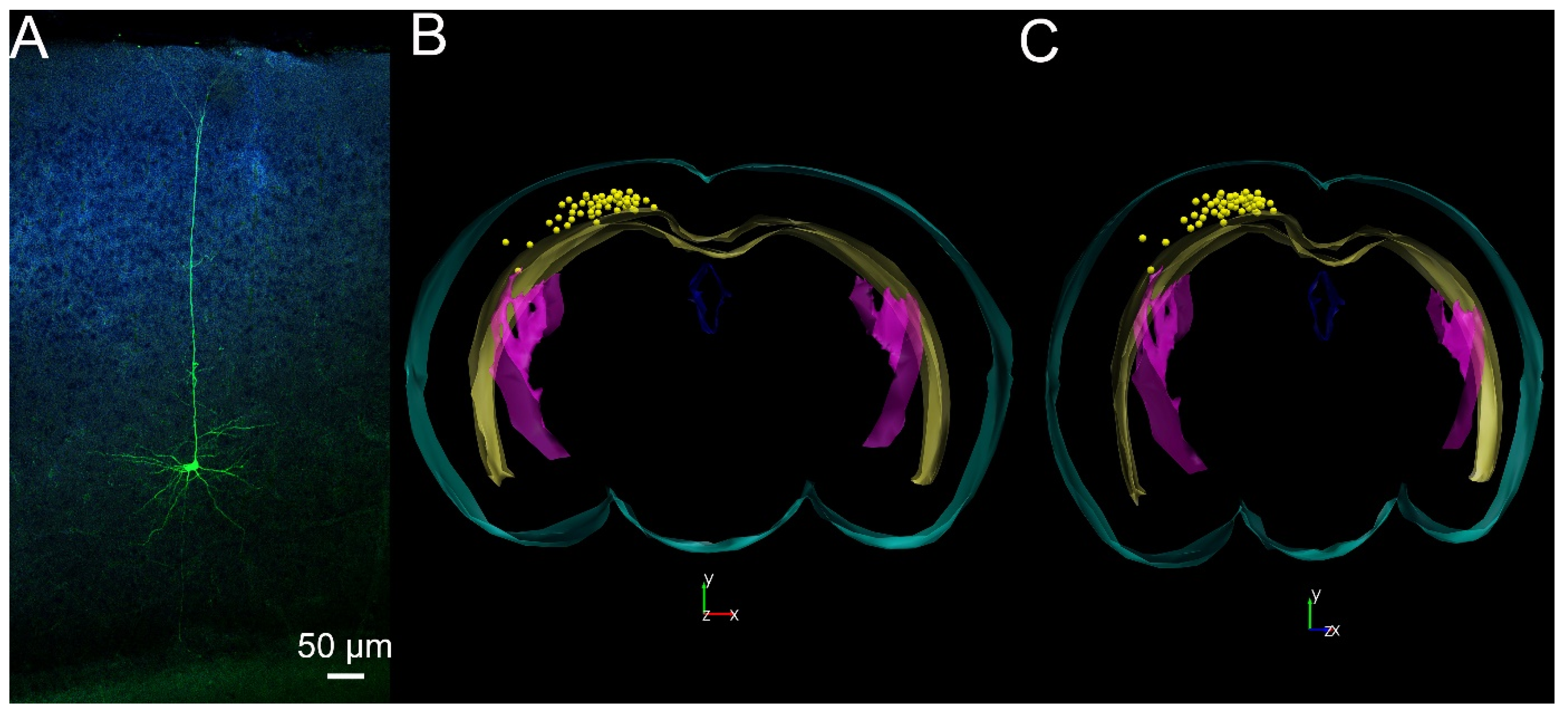 IJMS | Free Full-Text | Pharmacological Activation of Piezo1 