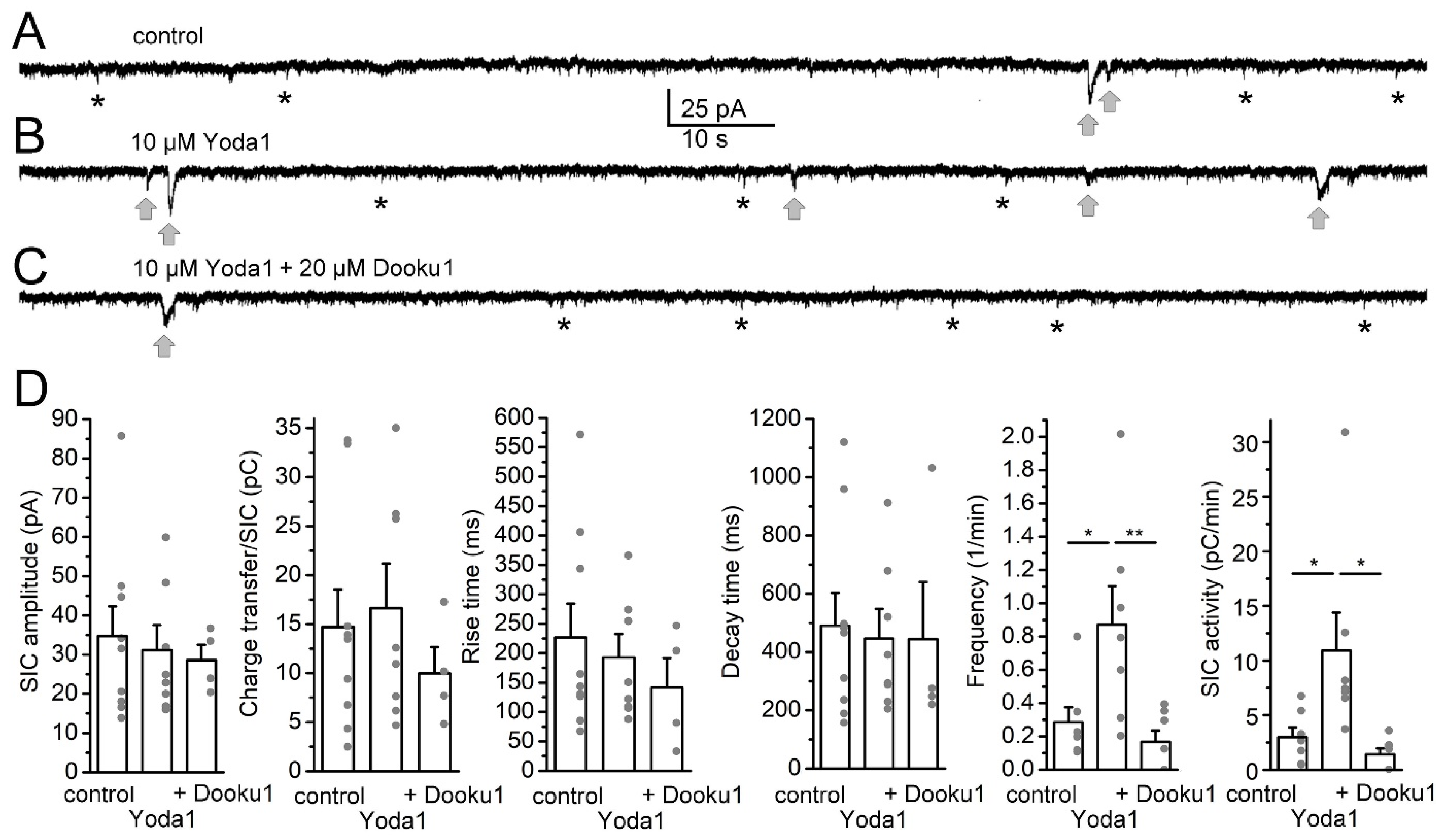 Pharmacological Activation of Piezo1 Channels Enhances  Astrocyte–Neuron Communication via NMDA Receptors in the Murine  Neocortex