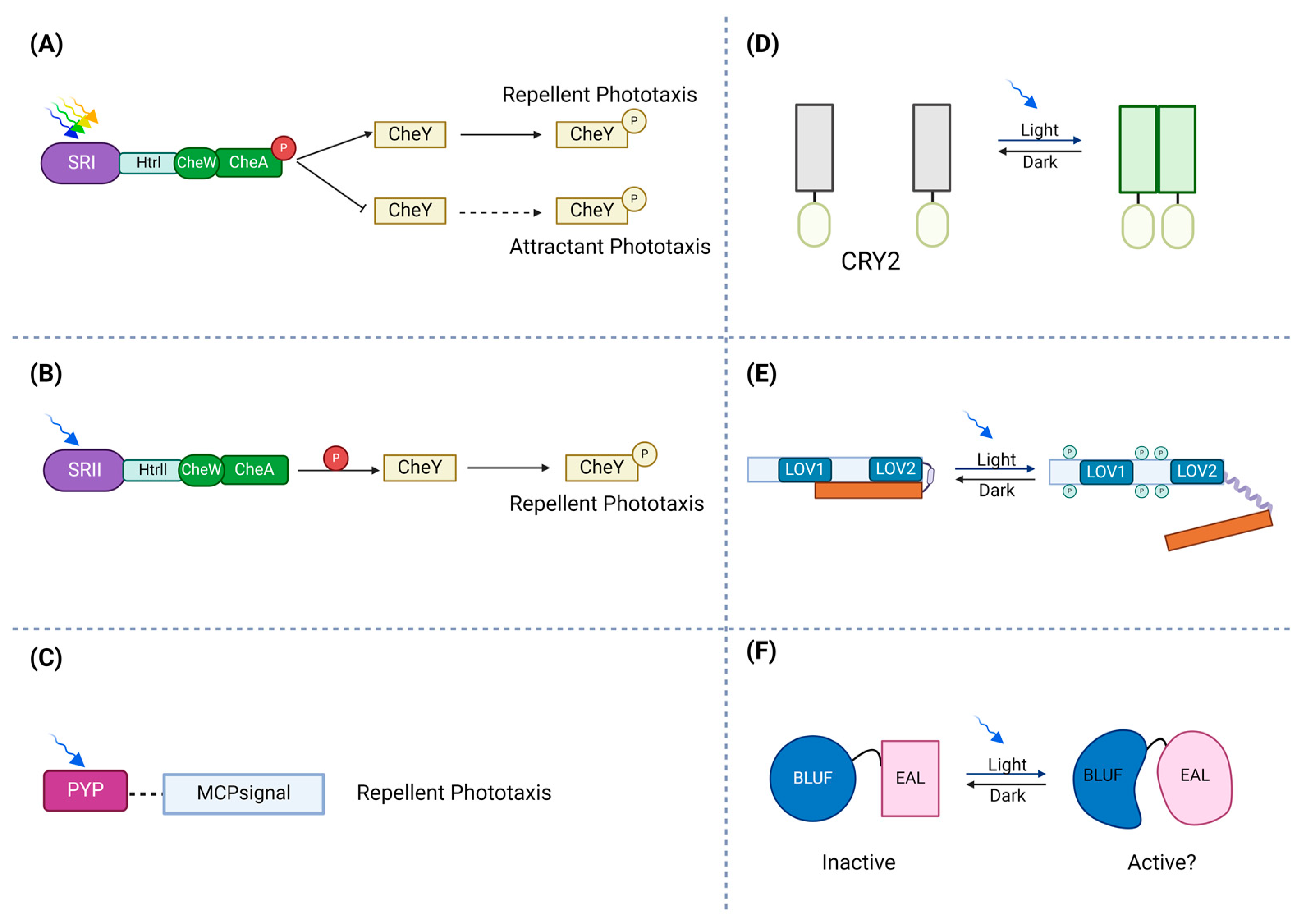 Ijms 25 04001 g001 Ijms 25 04001 g001