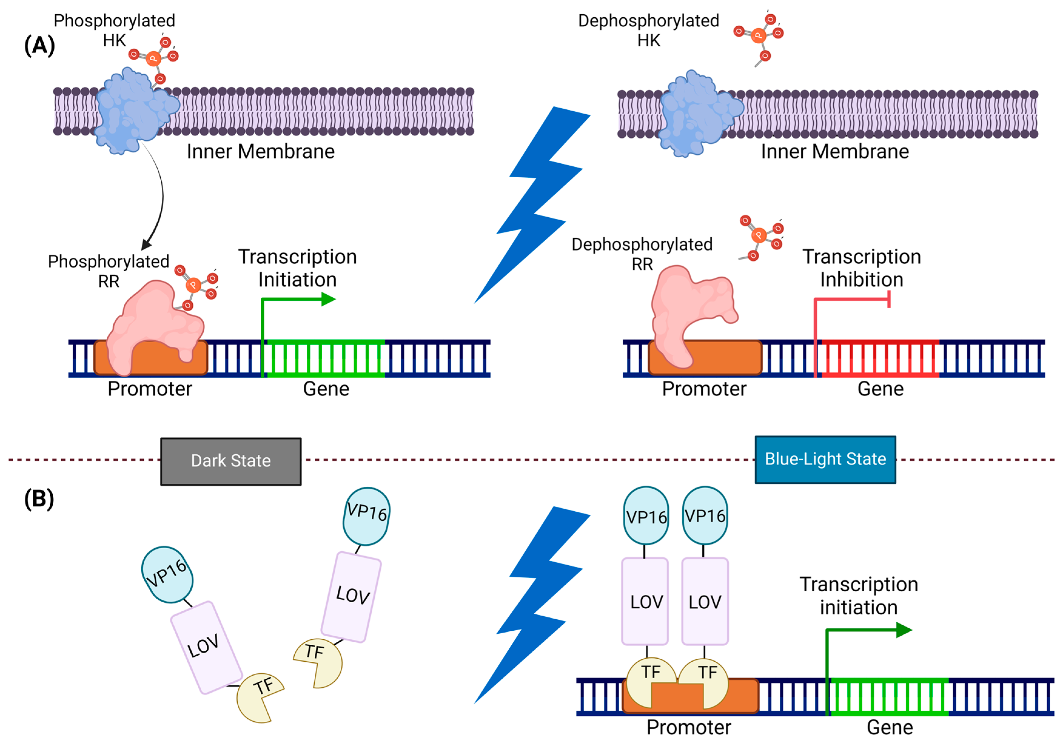 Ijms 25 04001 g004 Ijms 25 04001 g004