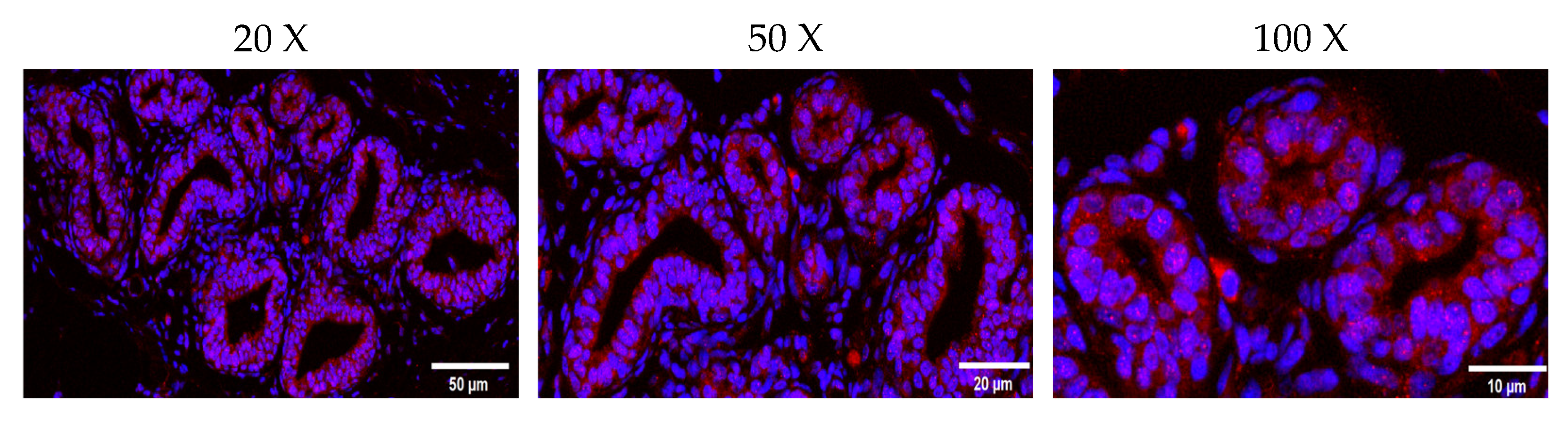 Ijms 25 04027 g003 Ijms 25 04027 g003