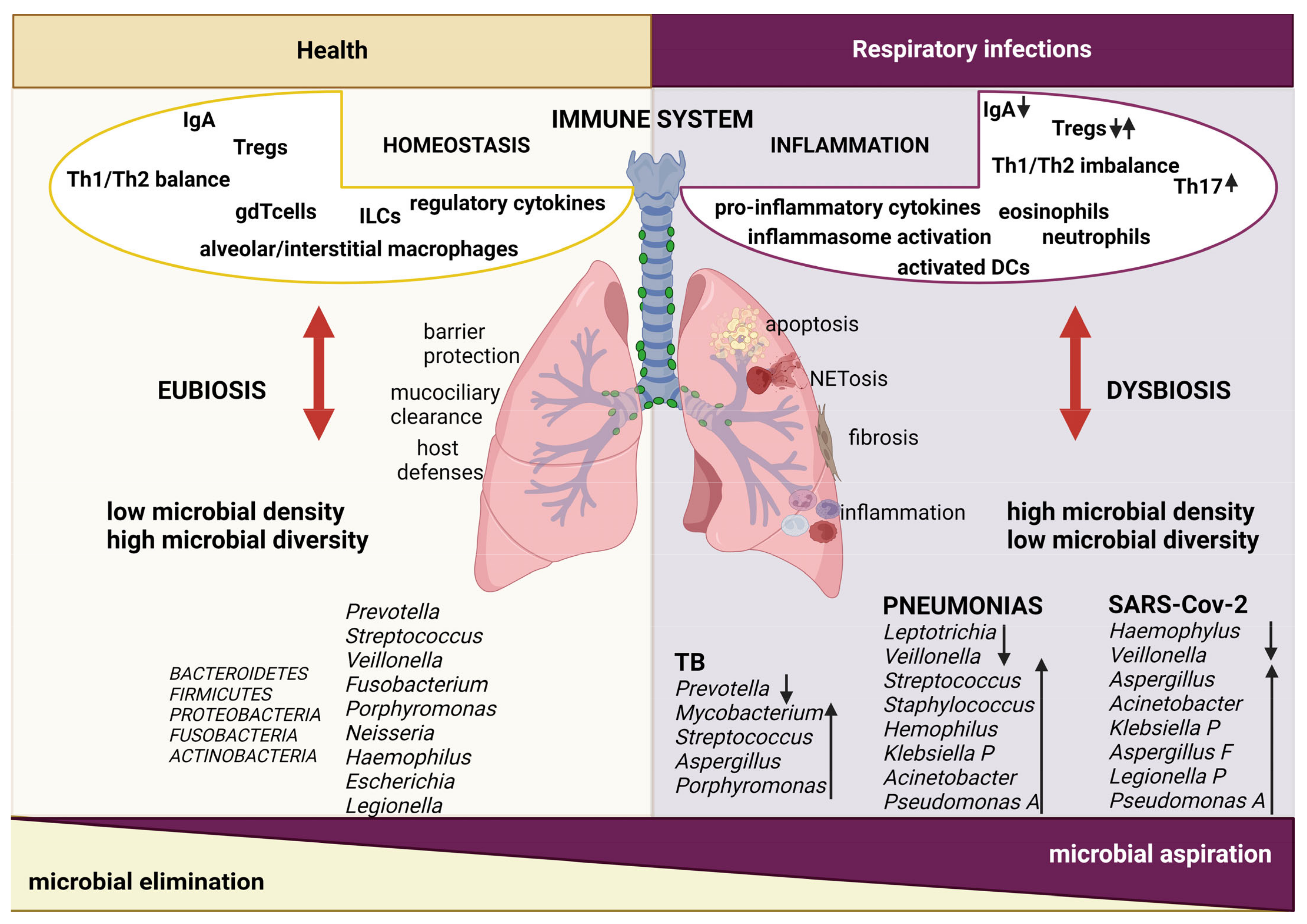 IJMS | Free Full-Text | Microbiota and Immunity during Respiratory 