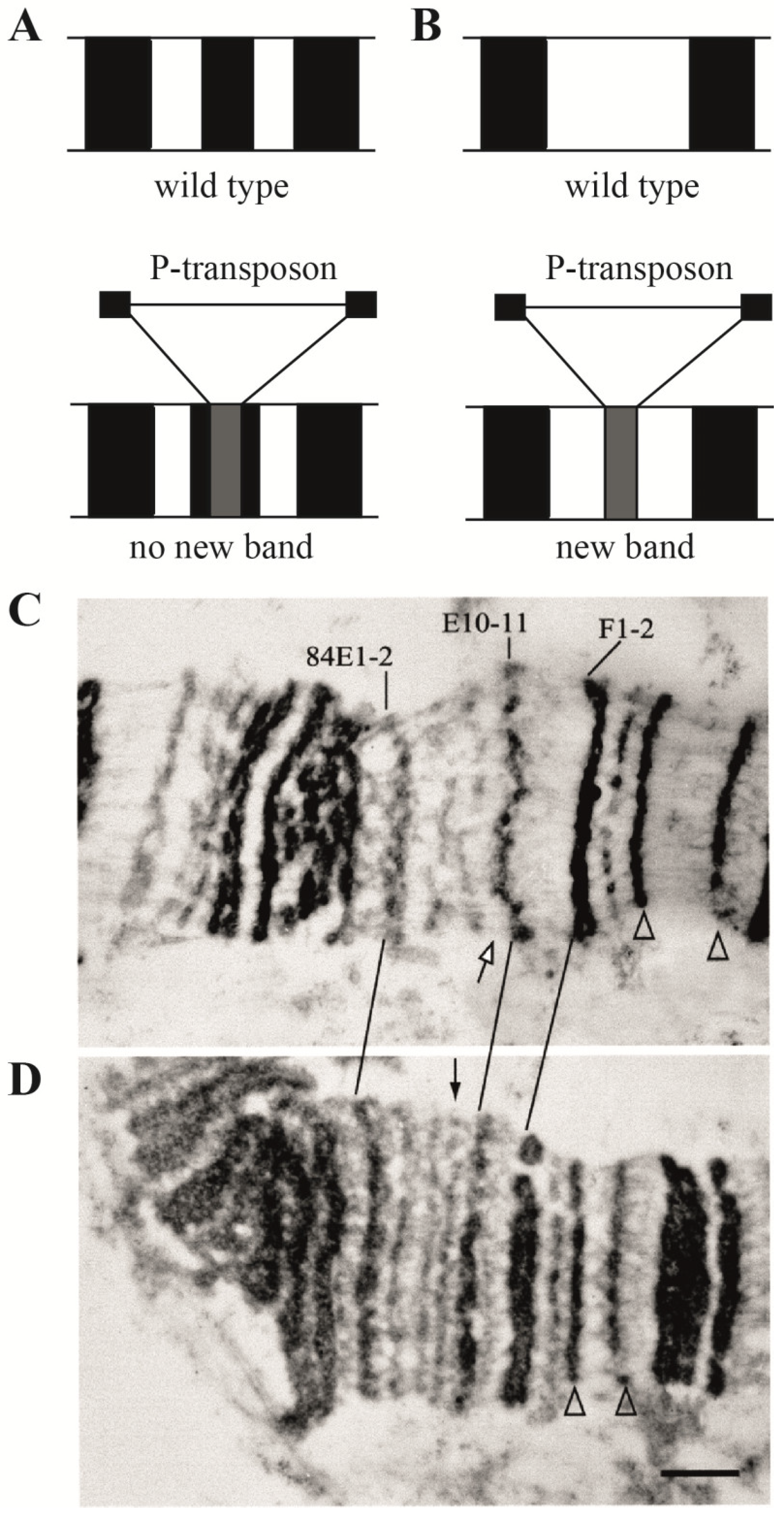 Ijms 25 04068 g003 Ijms 25 04068 g003