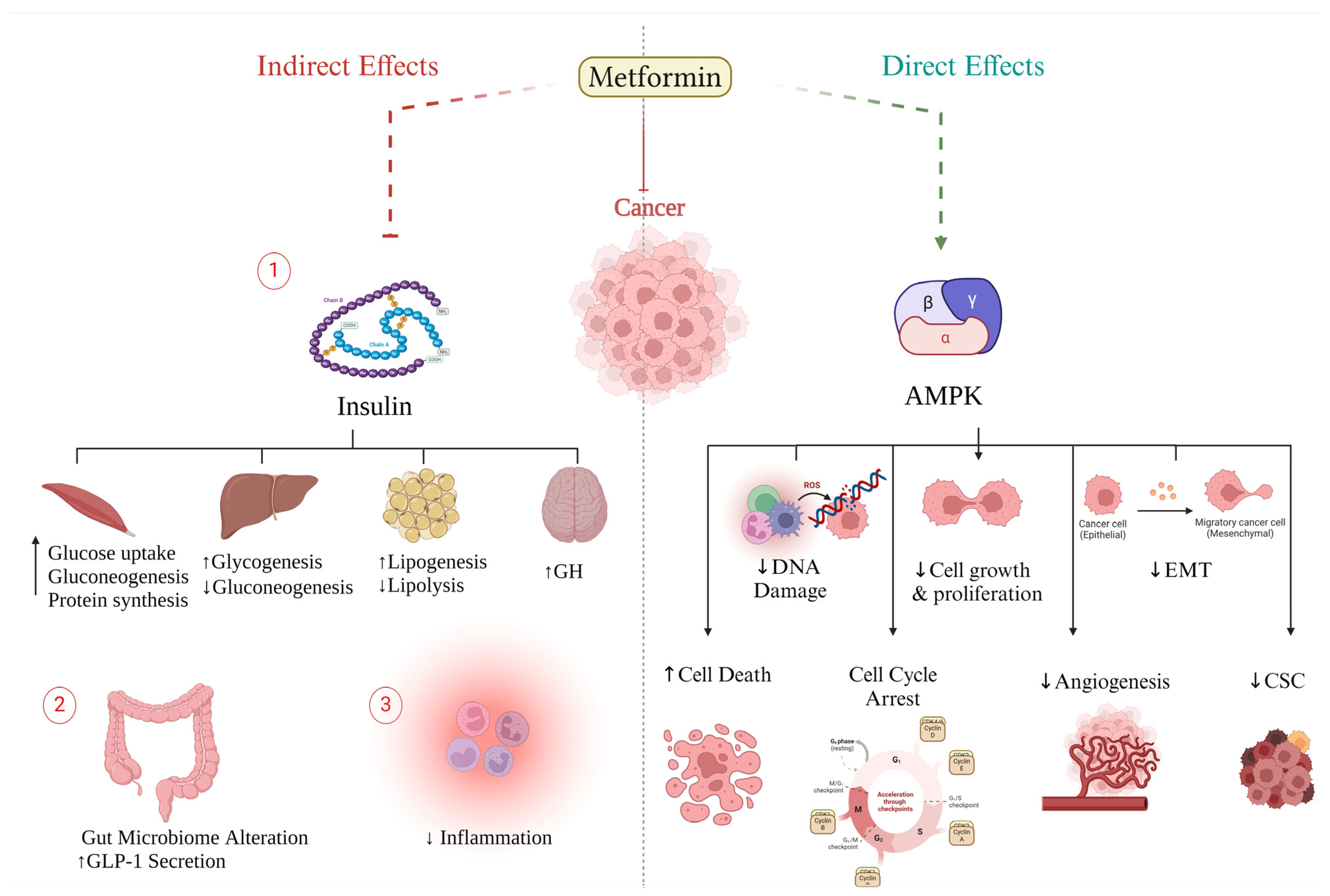 IJMS | Free Full-Text | Metformin: A Dual-Role Player in Cancer 