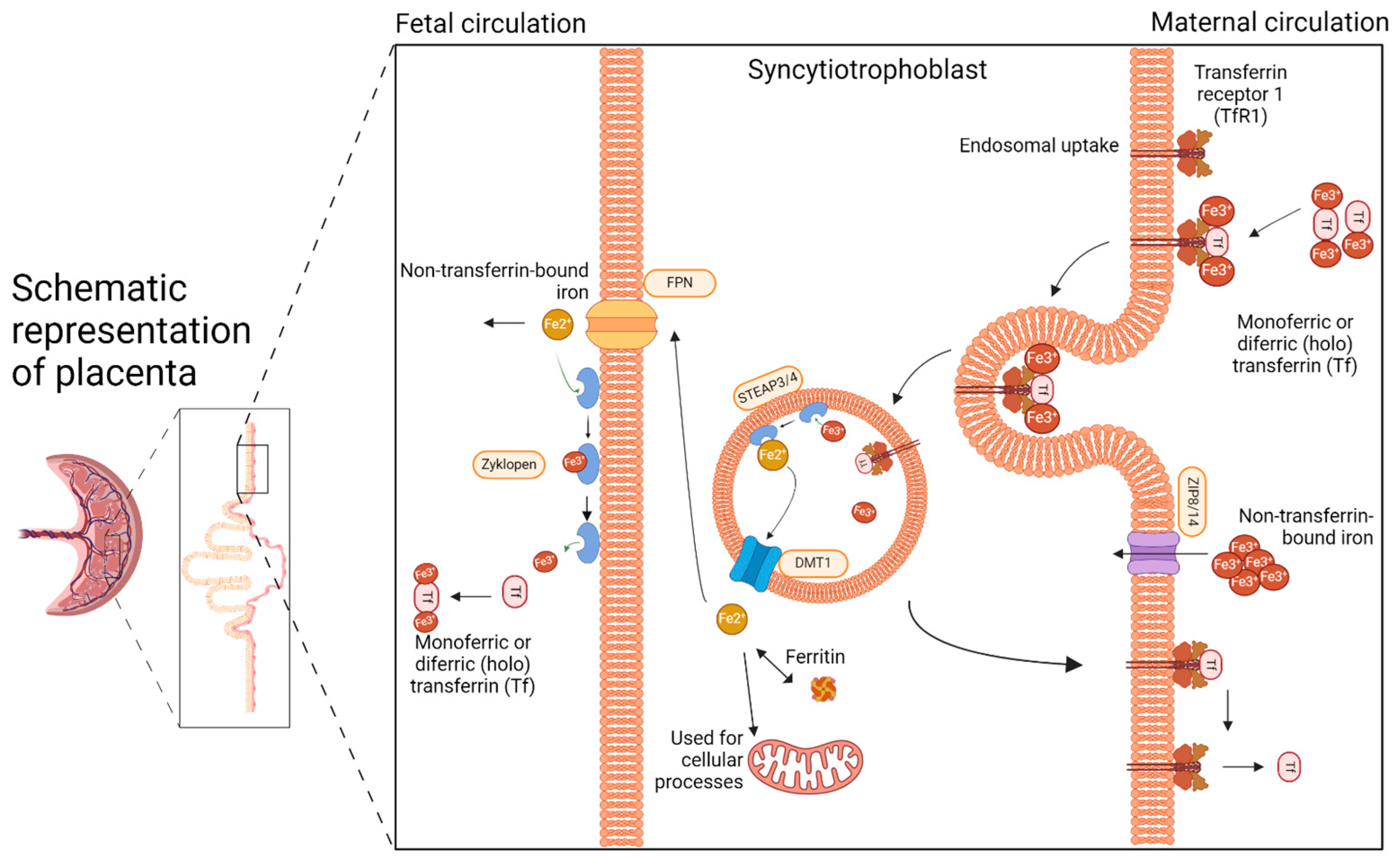Ijms 25 04106 g001 Ijms 25 04106 g001