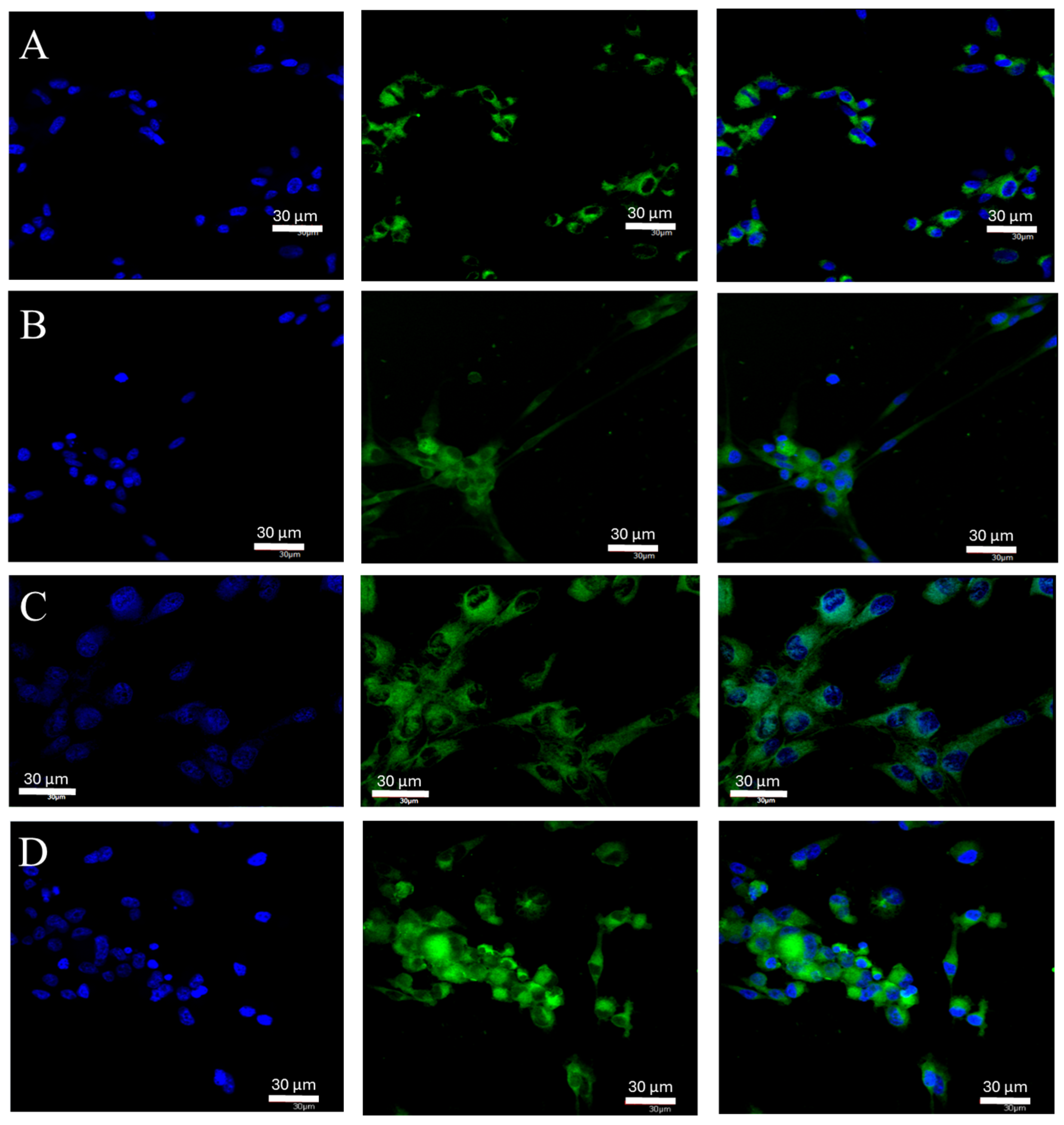 Ijms 25 04130 g002 Ijms 25 04130 g002