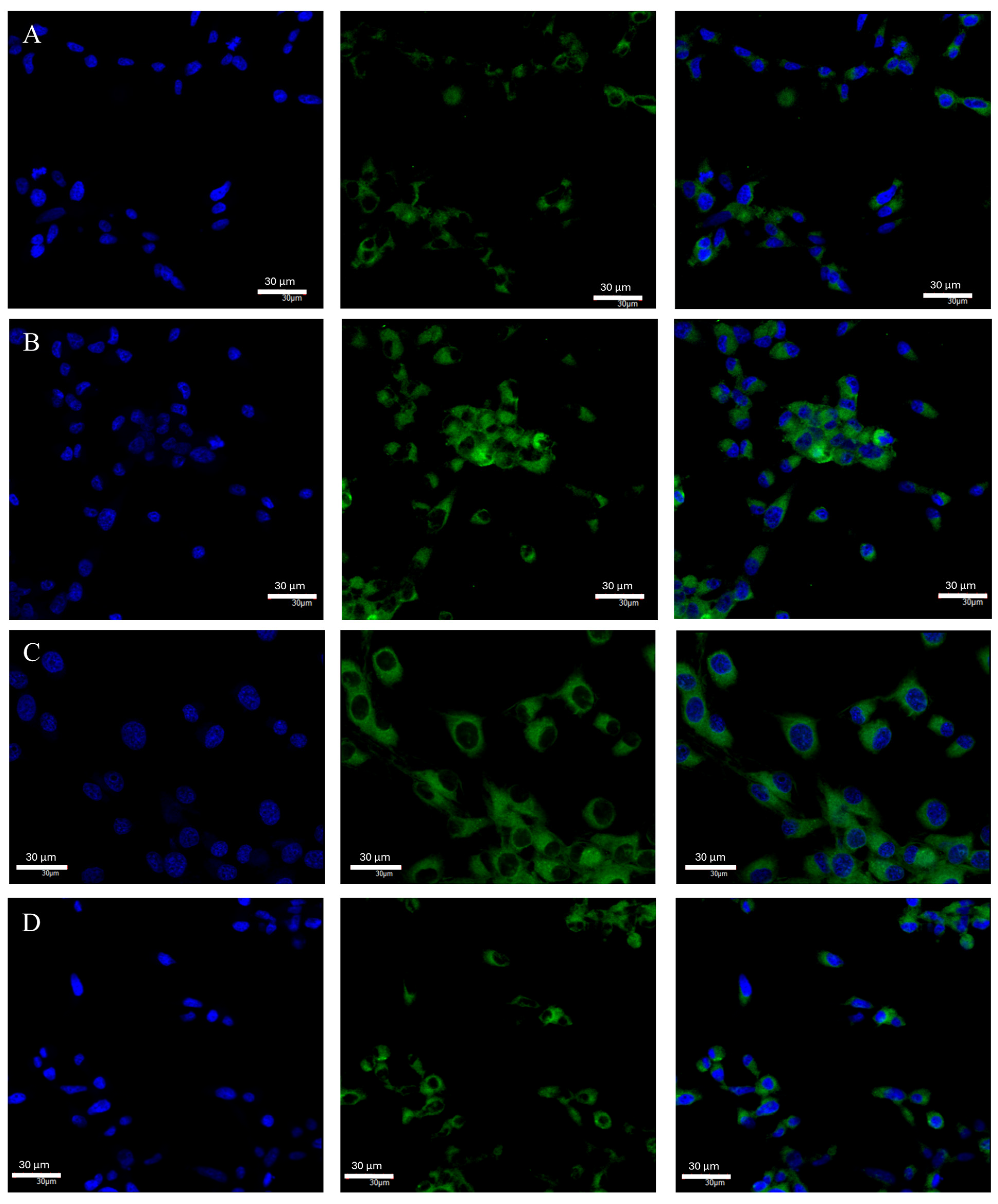 Ijms 25 04130 g006 Ijms 25 04130 g006