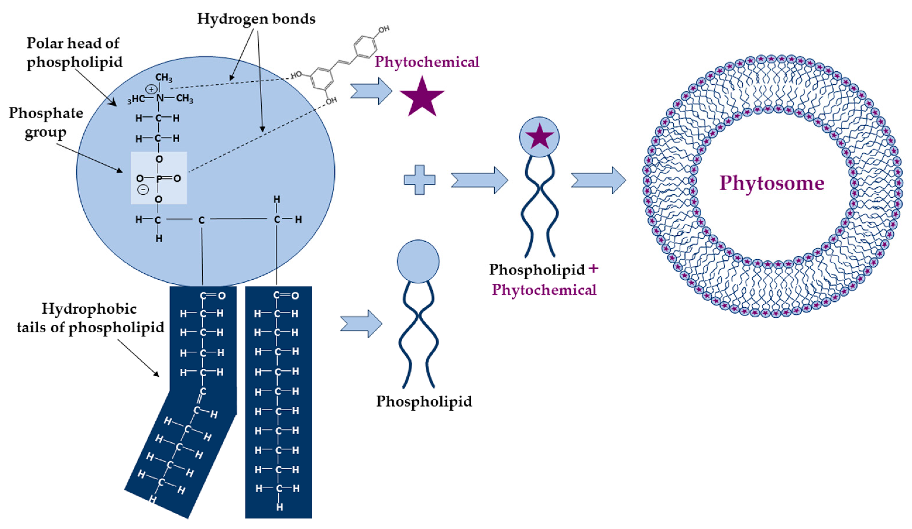 Ijms 25 04162 g002 Ijms 25 04162 g002