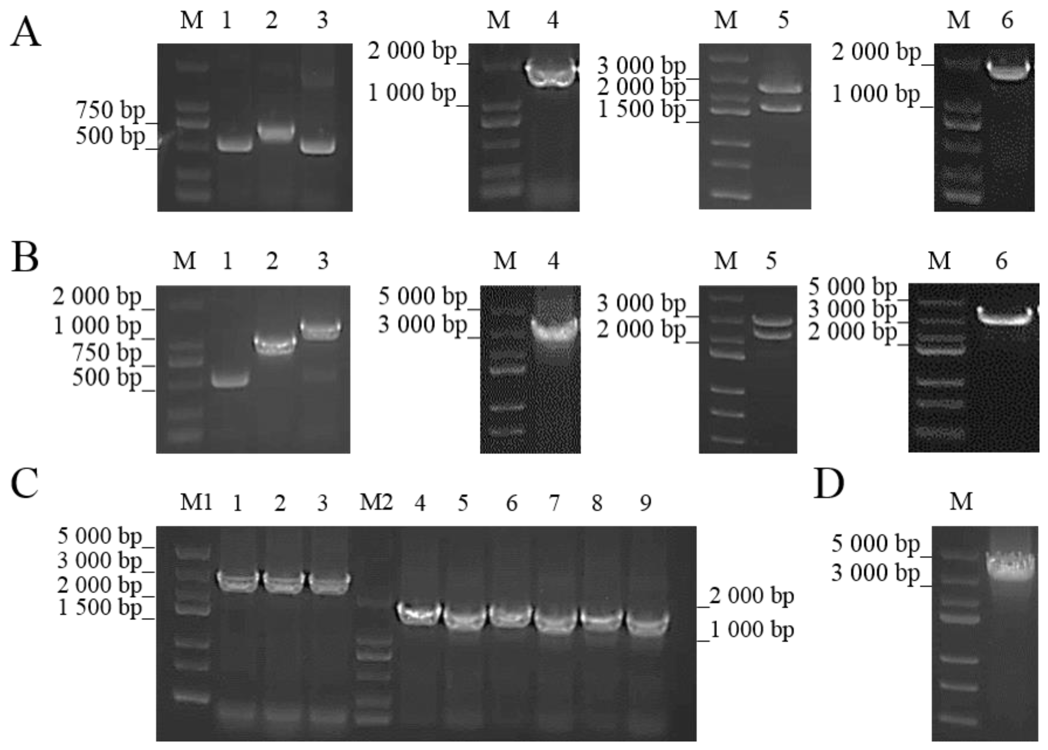Ijms 25 04168 g004 Ijms 25 04168 g004