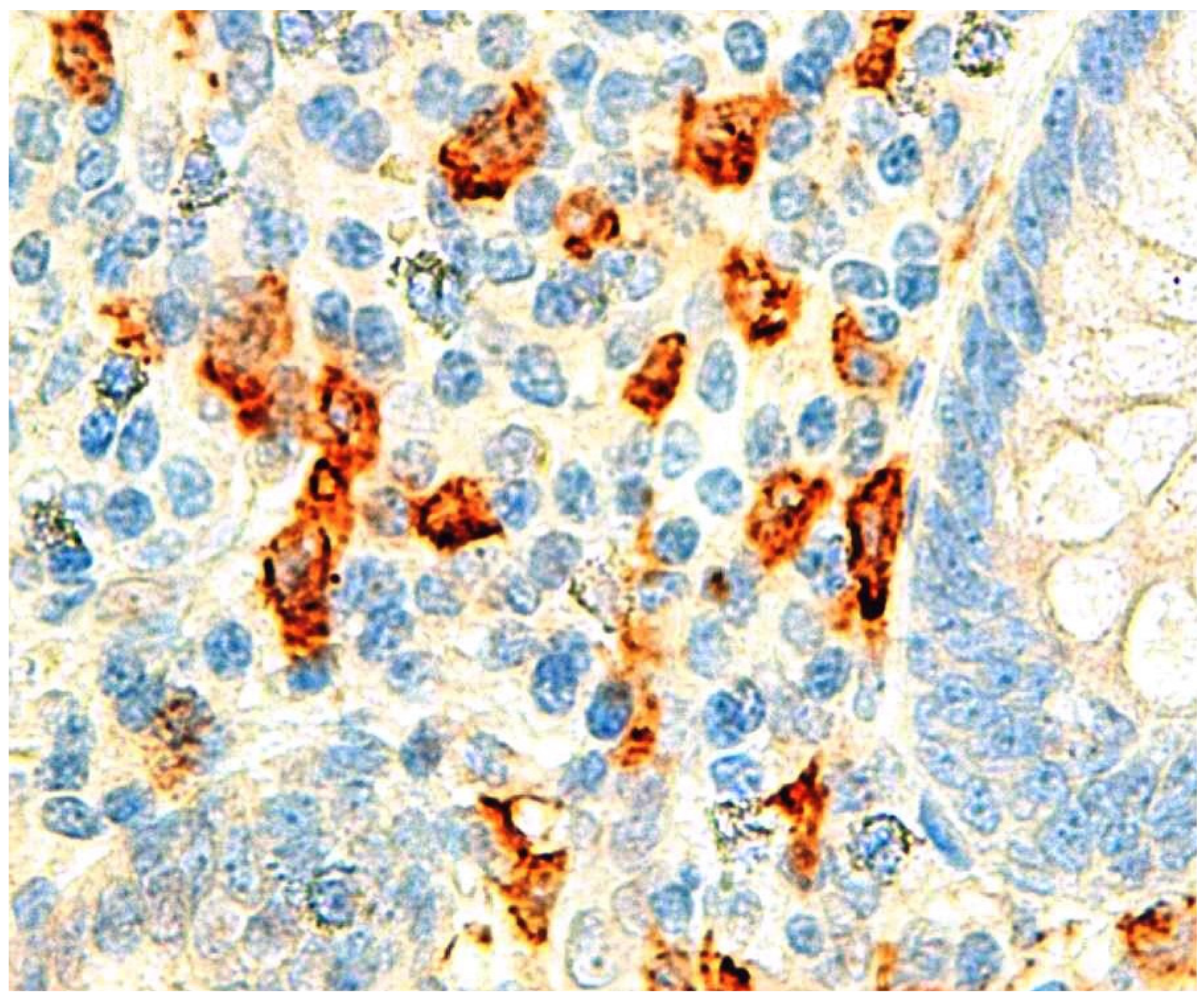 Ijms 25 04216 g002 Ijms 25 04216 g002