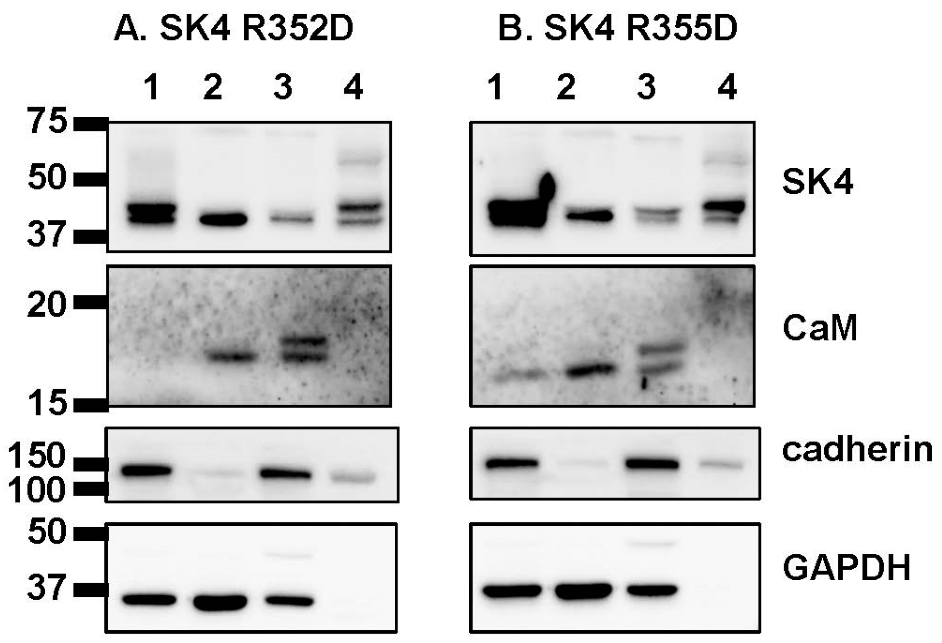 Ijms 25 04255 g005 Ijms 25 04255 g005