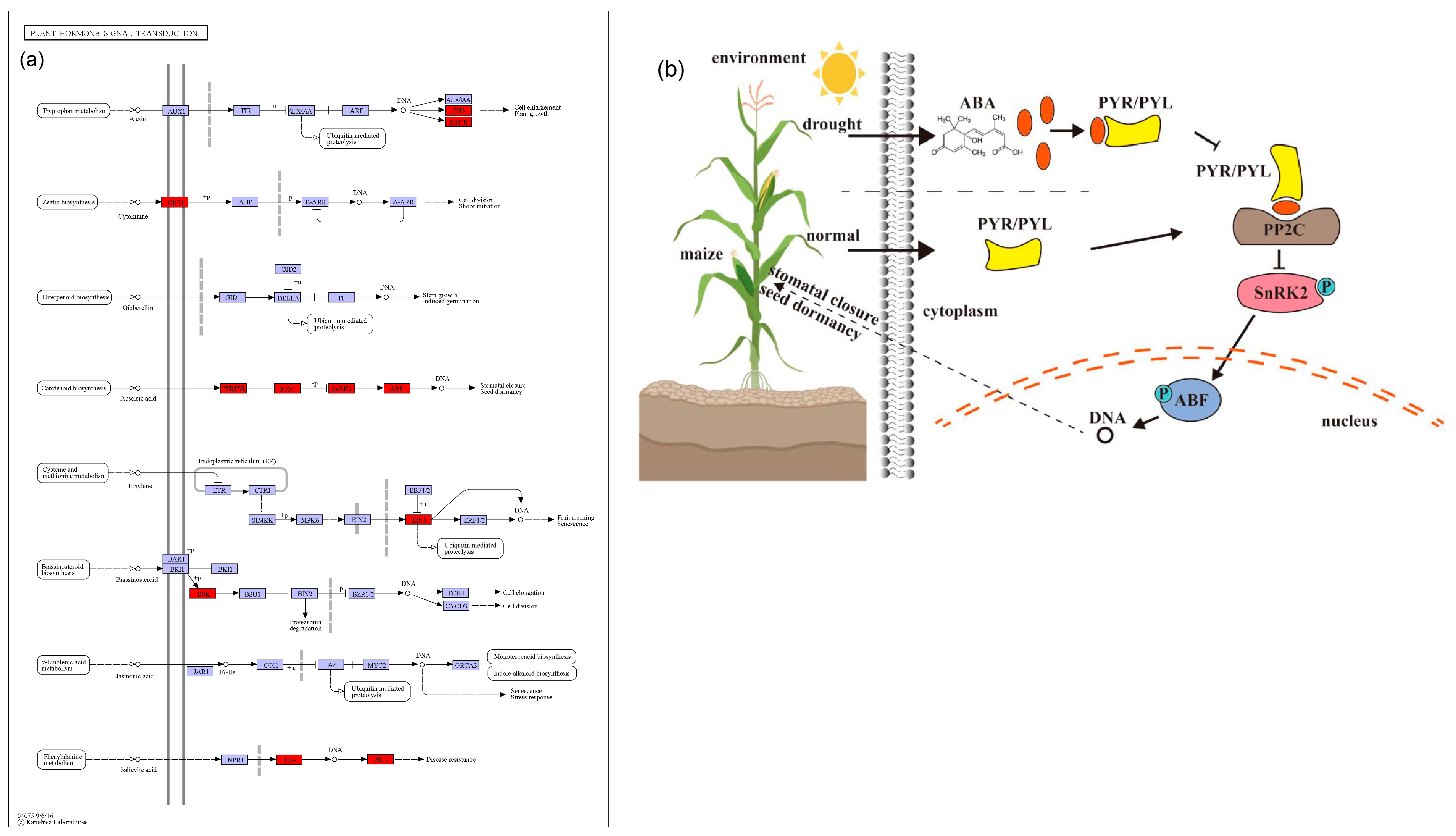 Ijms 25 04295 g007 Ijms 25 04295 g007
