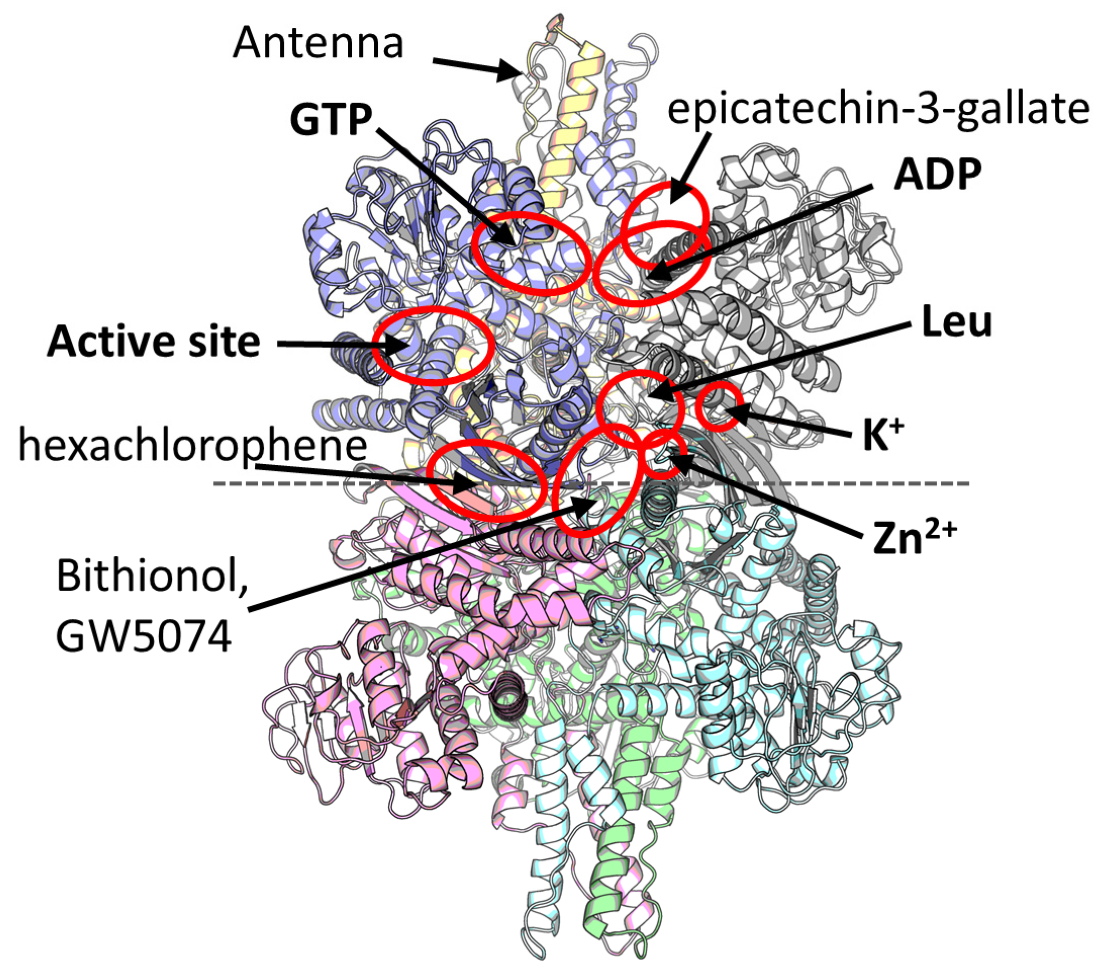 IJMS Free Full Text Evolutionary Changes in Primate Glutamate  