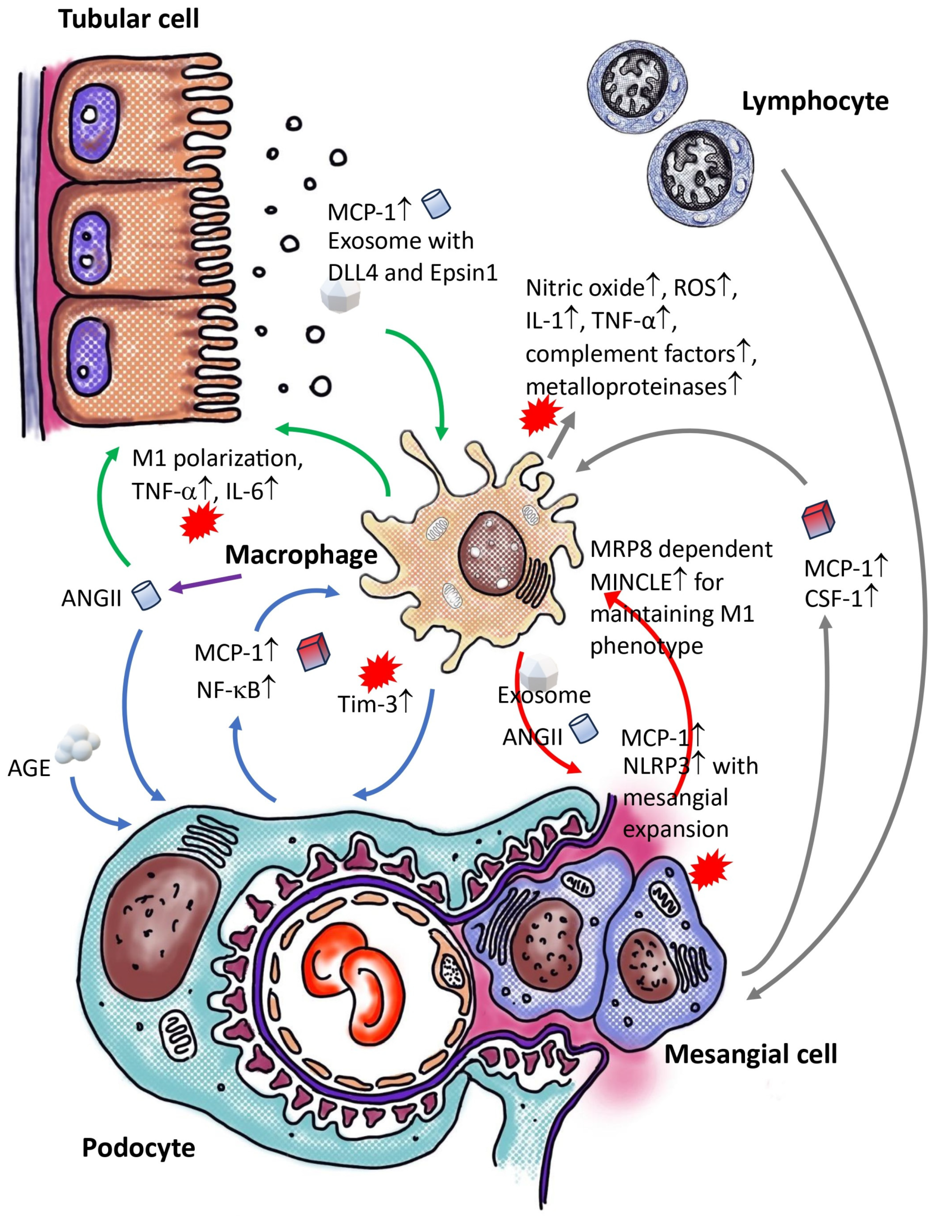 IJMS | Free Full-Text | Targeting Macrophages: Therapeutic 