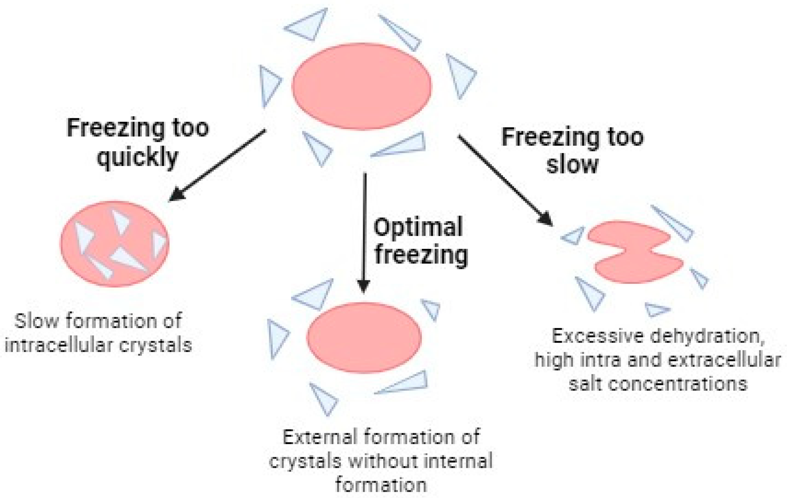 Ijms 25 04360 g004 Ijms 25 04360 g004
