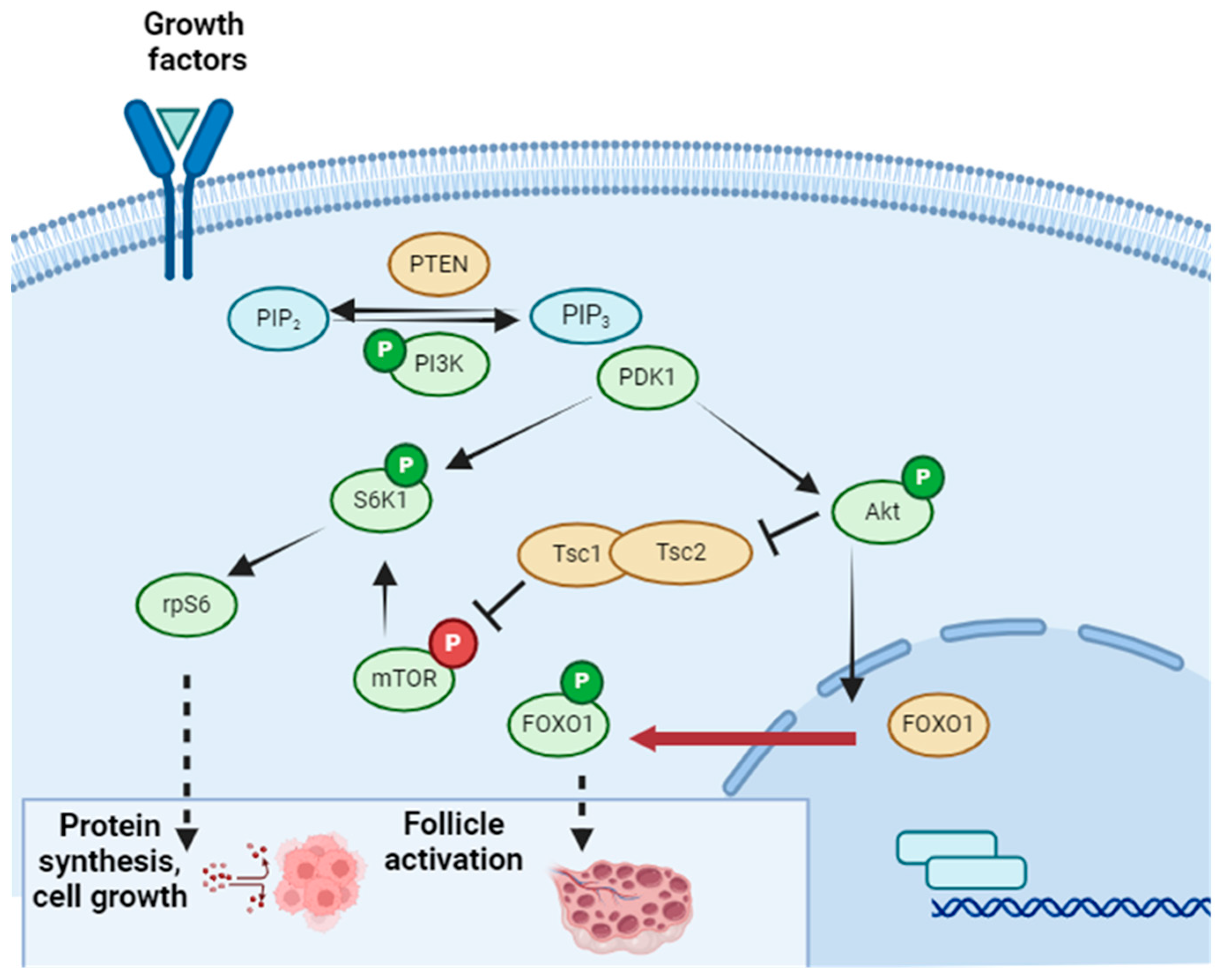 Ijms 25 04360 g006 Ijms 25 04360 g006