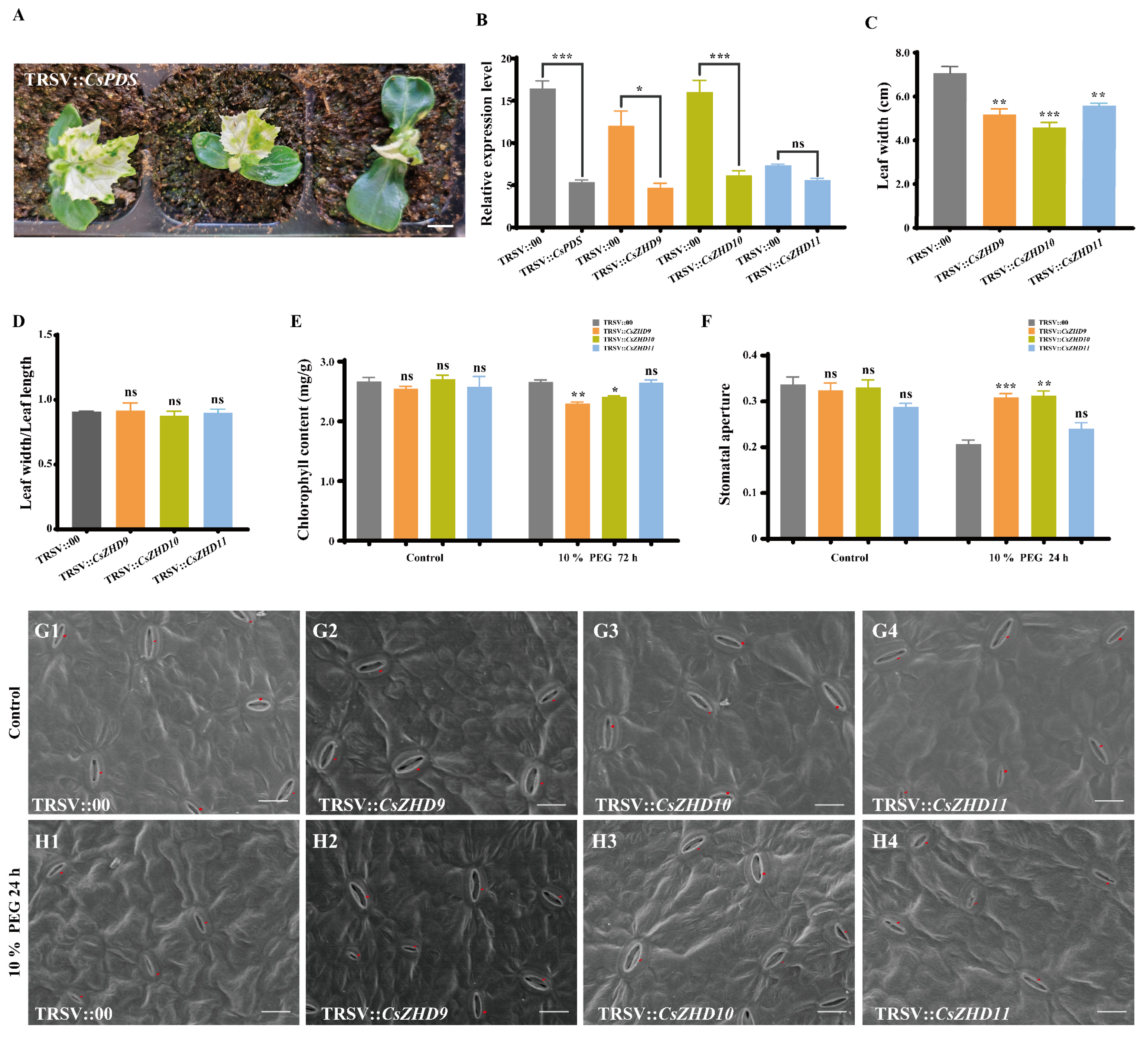 Ijms 25 04408 g007 Ijms 25 04408 g007