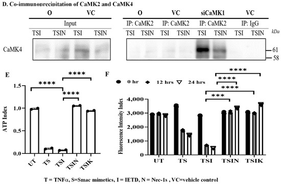 IJMS | Free Full-Text | The CaMK Family Differentially Promotes 