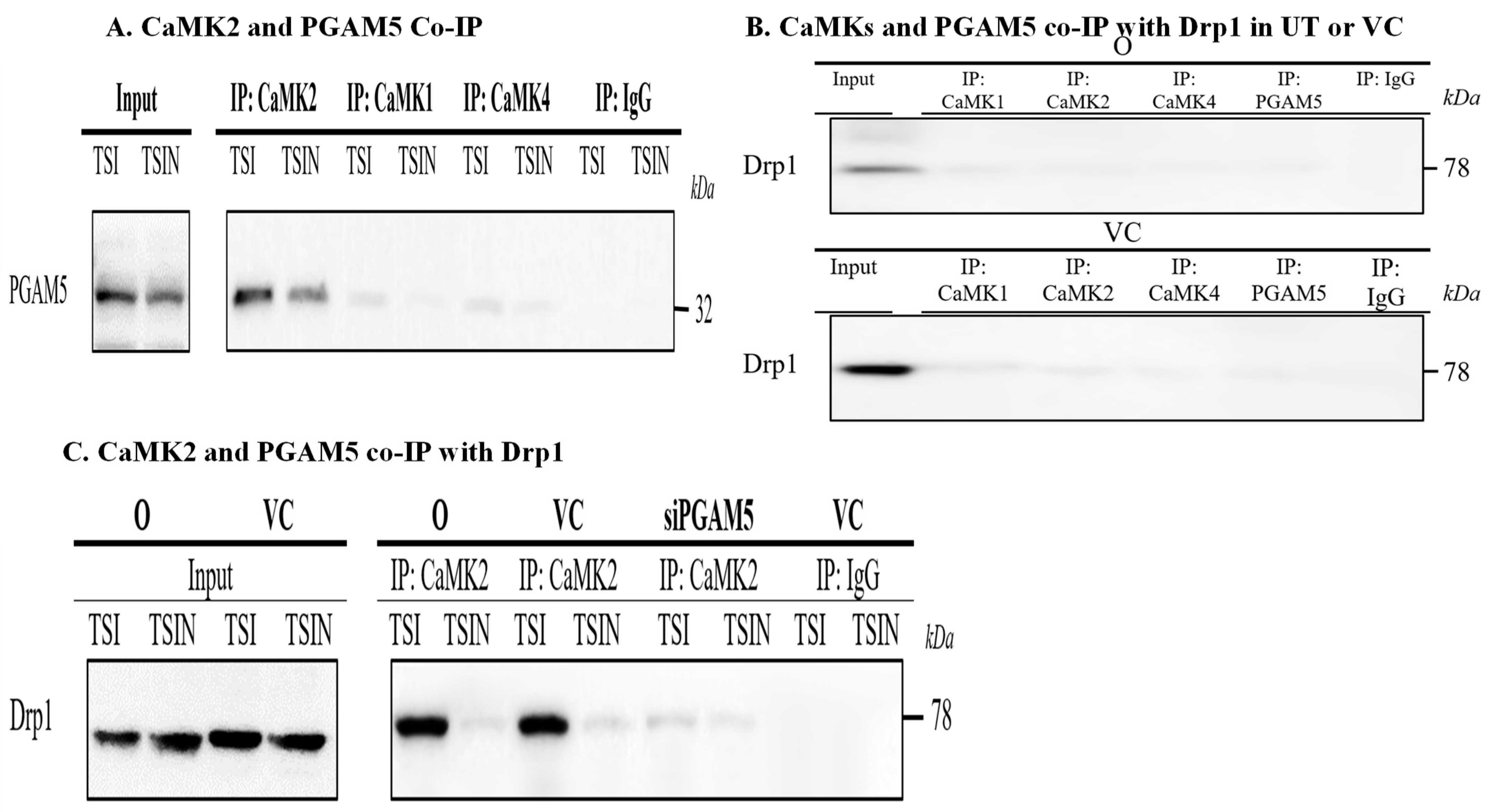 Ijms 25 04428 g005a Ijms 25 04428 g005a