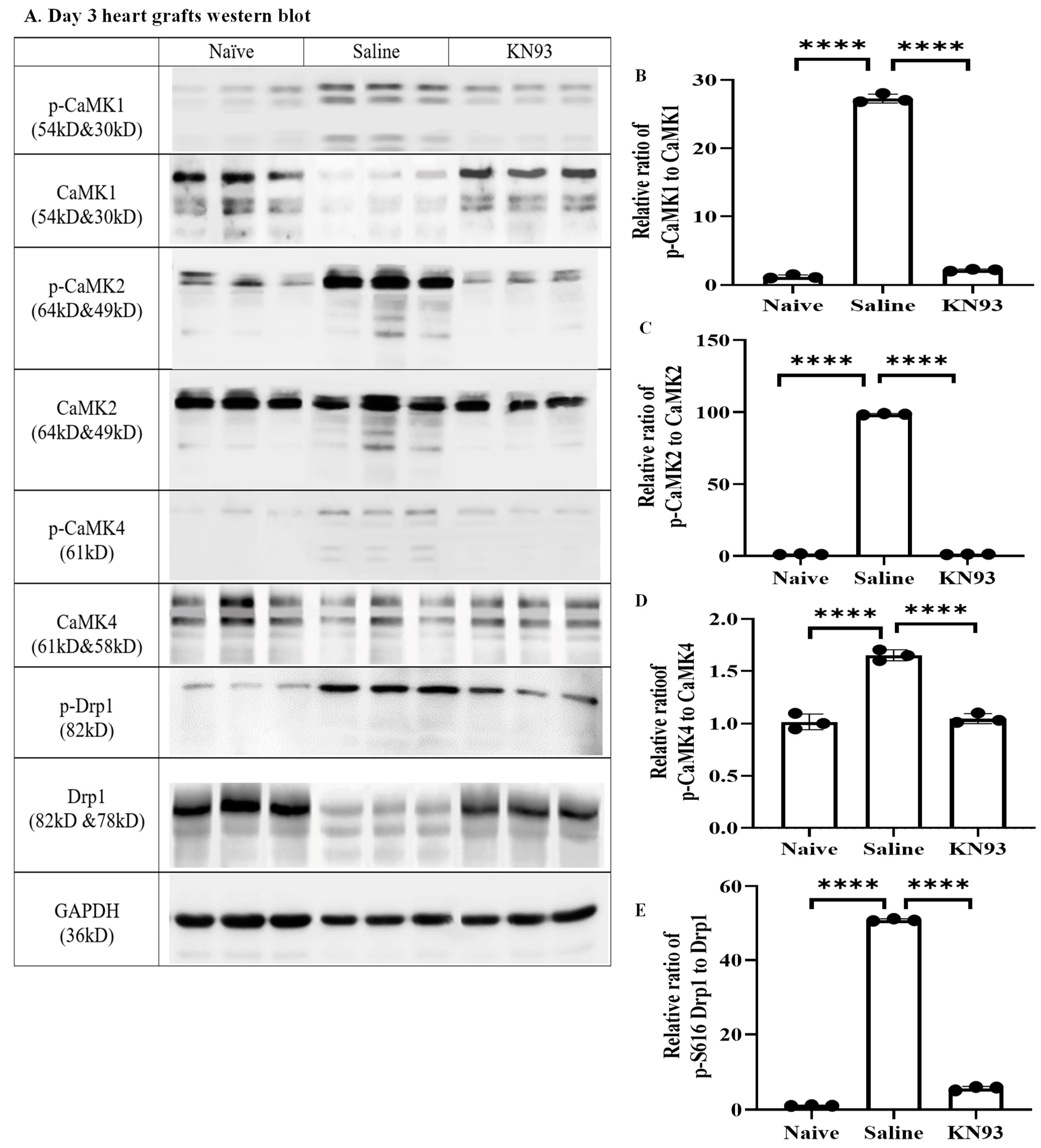 Ijms 25 04428 g006 Ijms 25 04428 g006