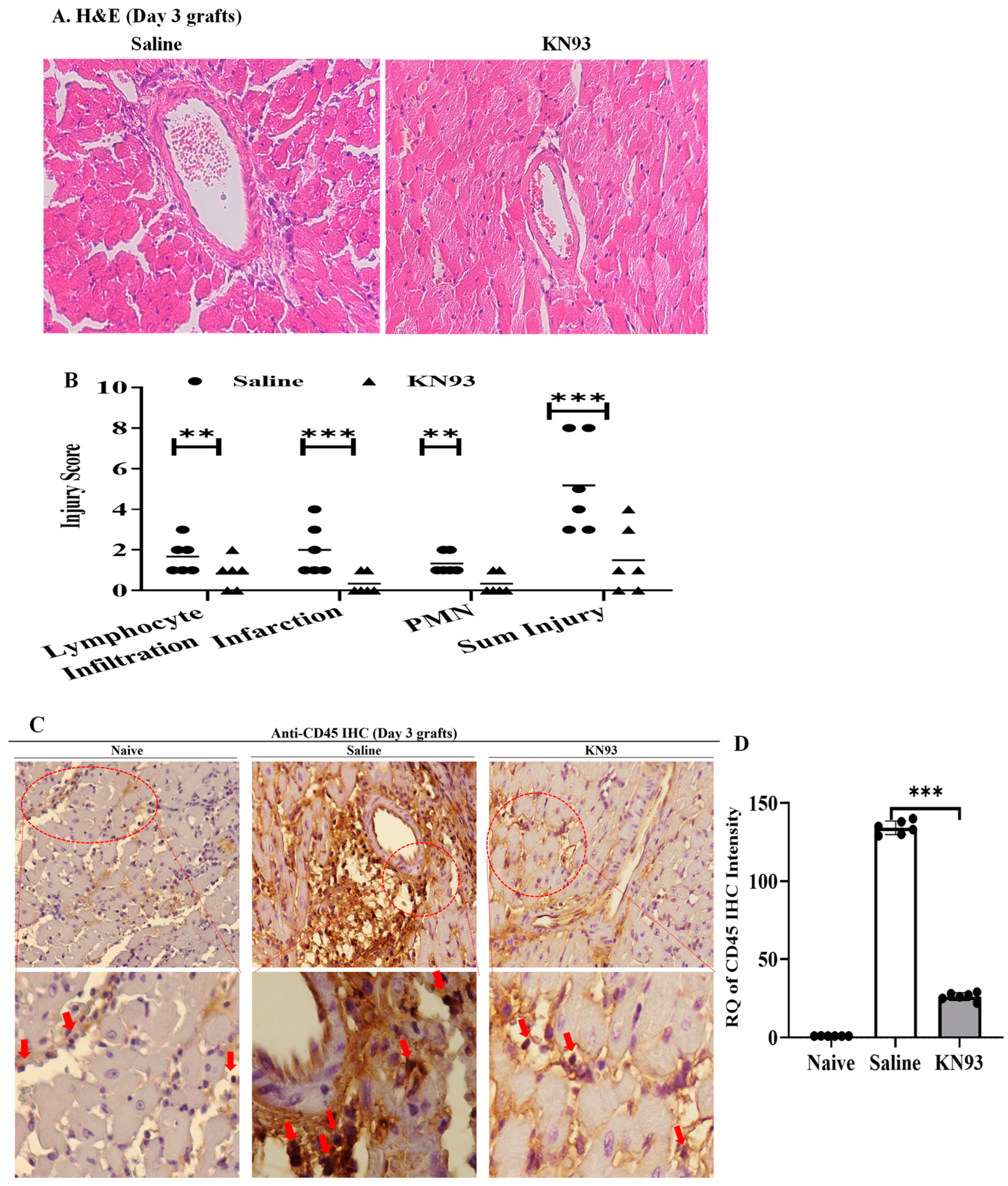 Ijms 25 04428 g007a Ijms 25 04428 g007a