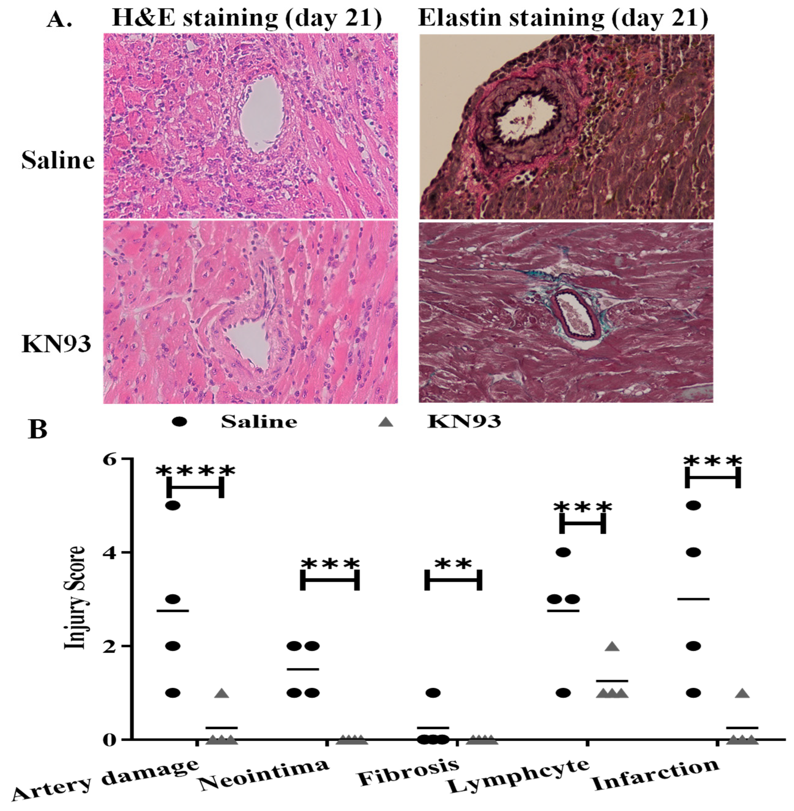 Ijms 25 04428 g008a Ijms 25 04428 g008a