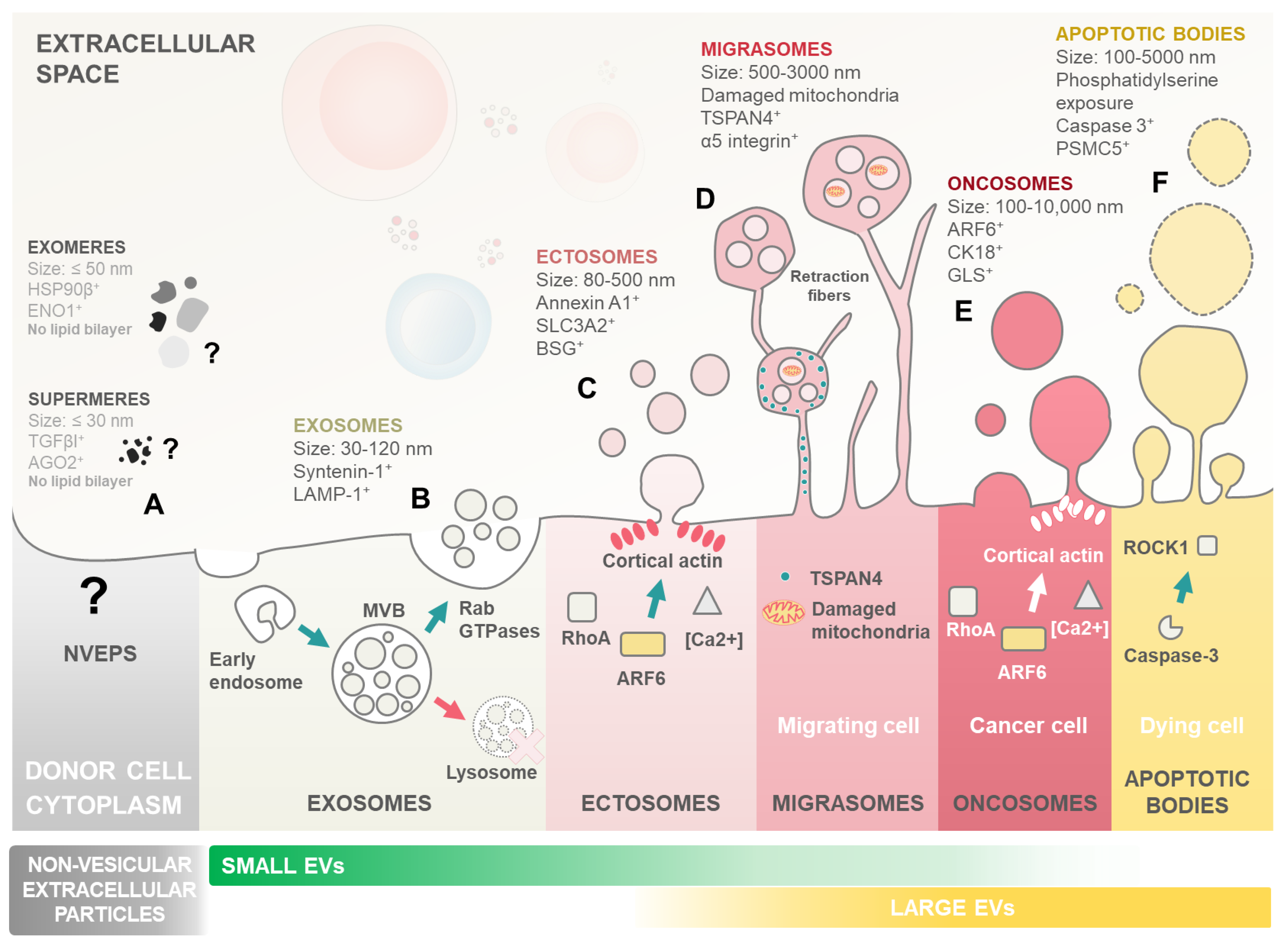 Ijms 25 04430 g001 Ijms 25 04430 g001