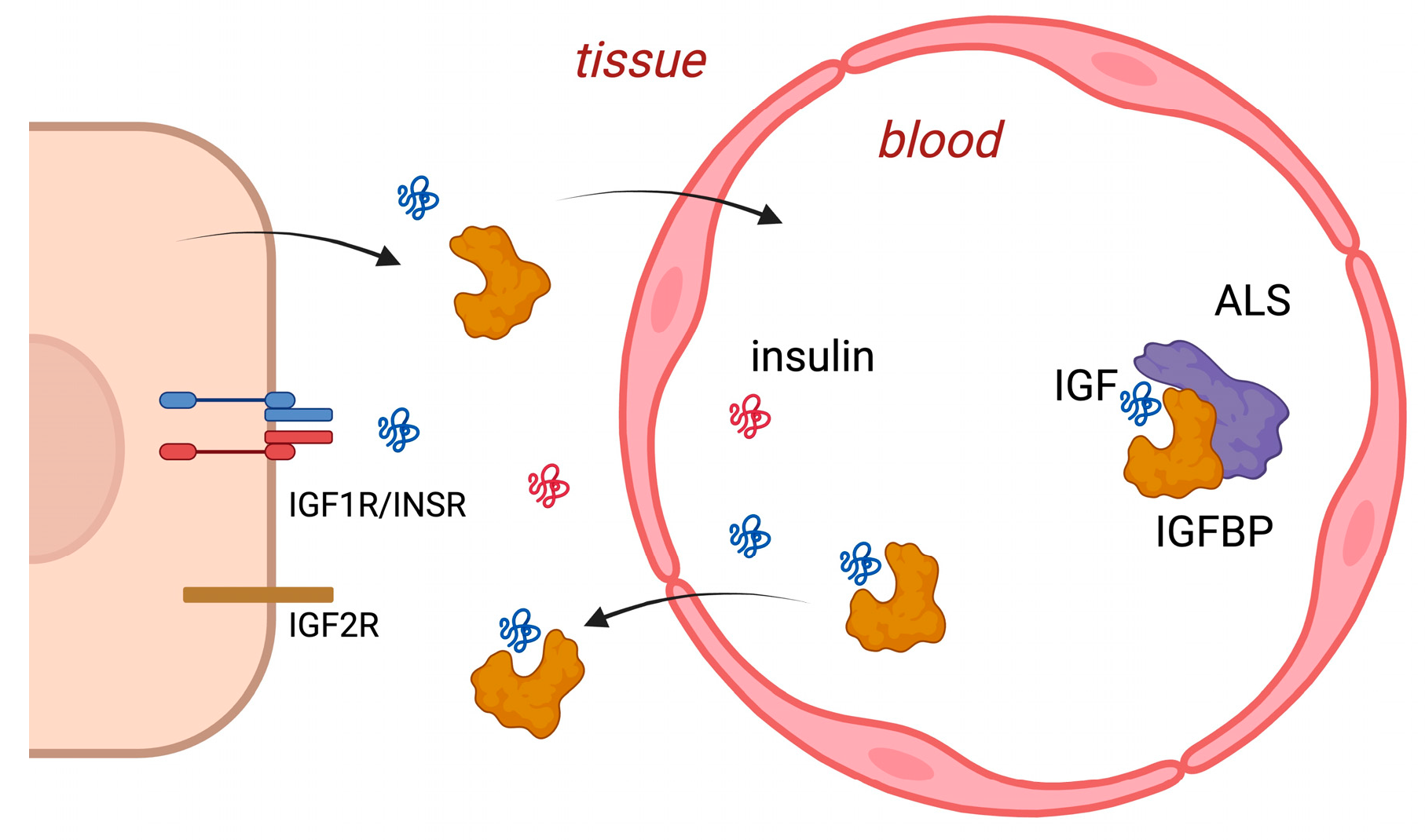 Ijms 25 04512 g001 Ijms 25 04512 g001
