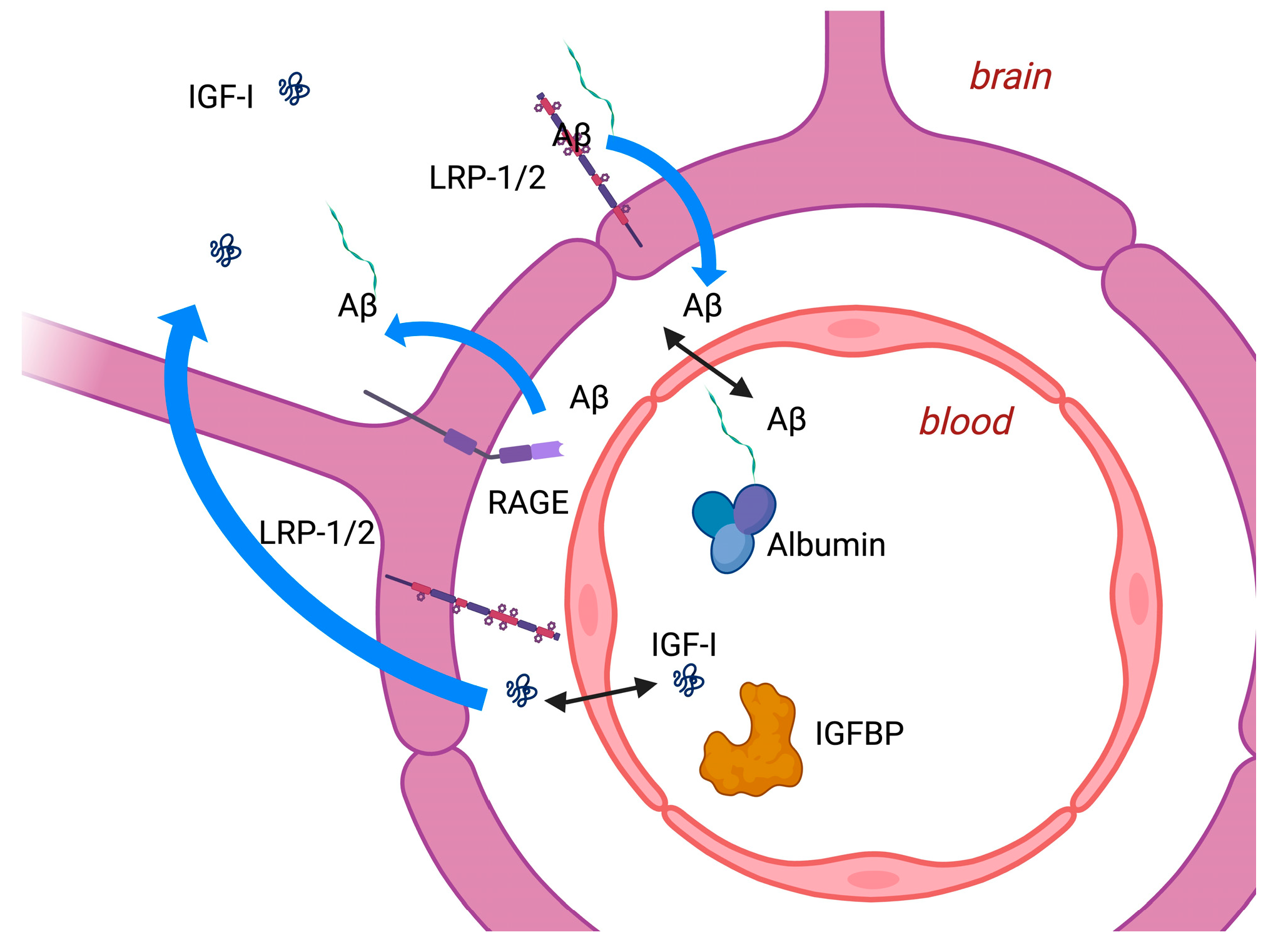 Ijms 25 04512 g002 Ijms 25 04512 g002