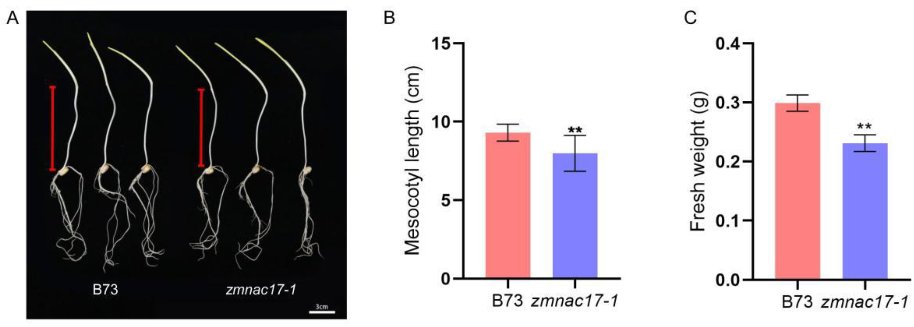 IJMS | Free Full-Text | ZmNAC17 Regulates Mesocotyl Elongation by ...