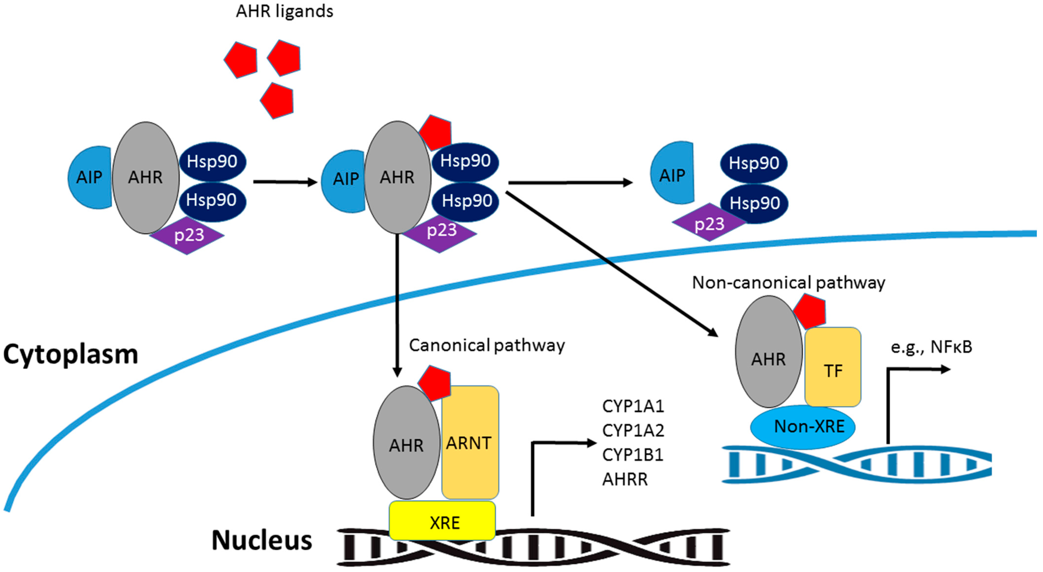 Ijms 25 04599 g002 Ijms 25 04599 g002