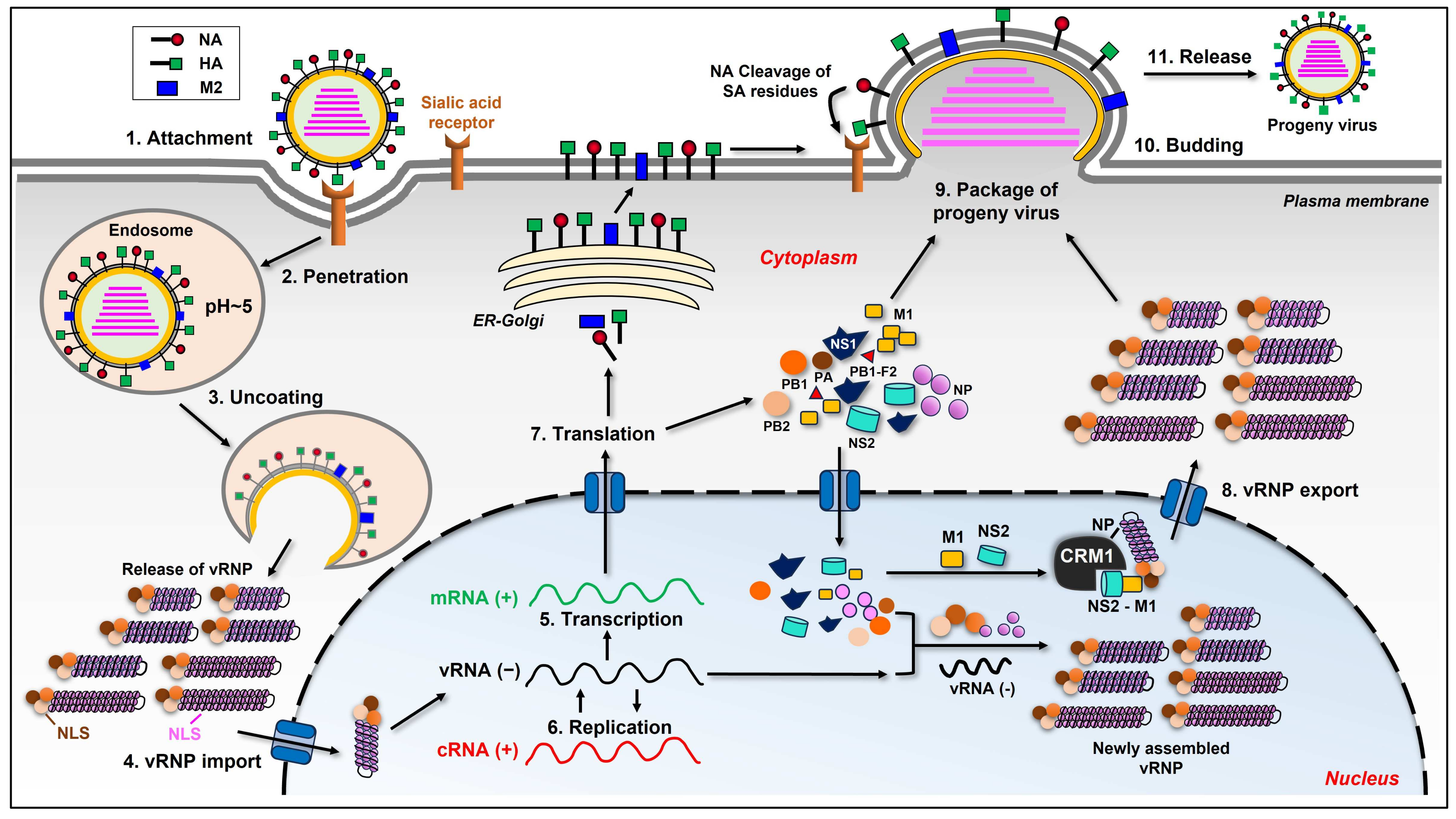 Ijms 25 04677 g001 Ijms 25 04677 g001