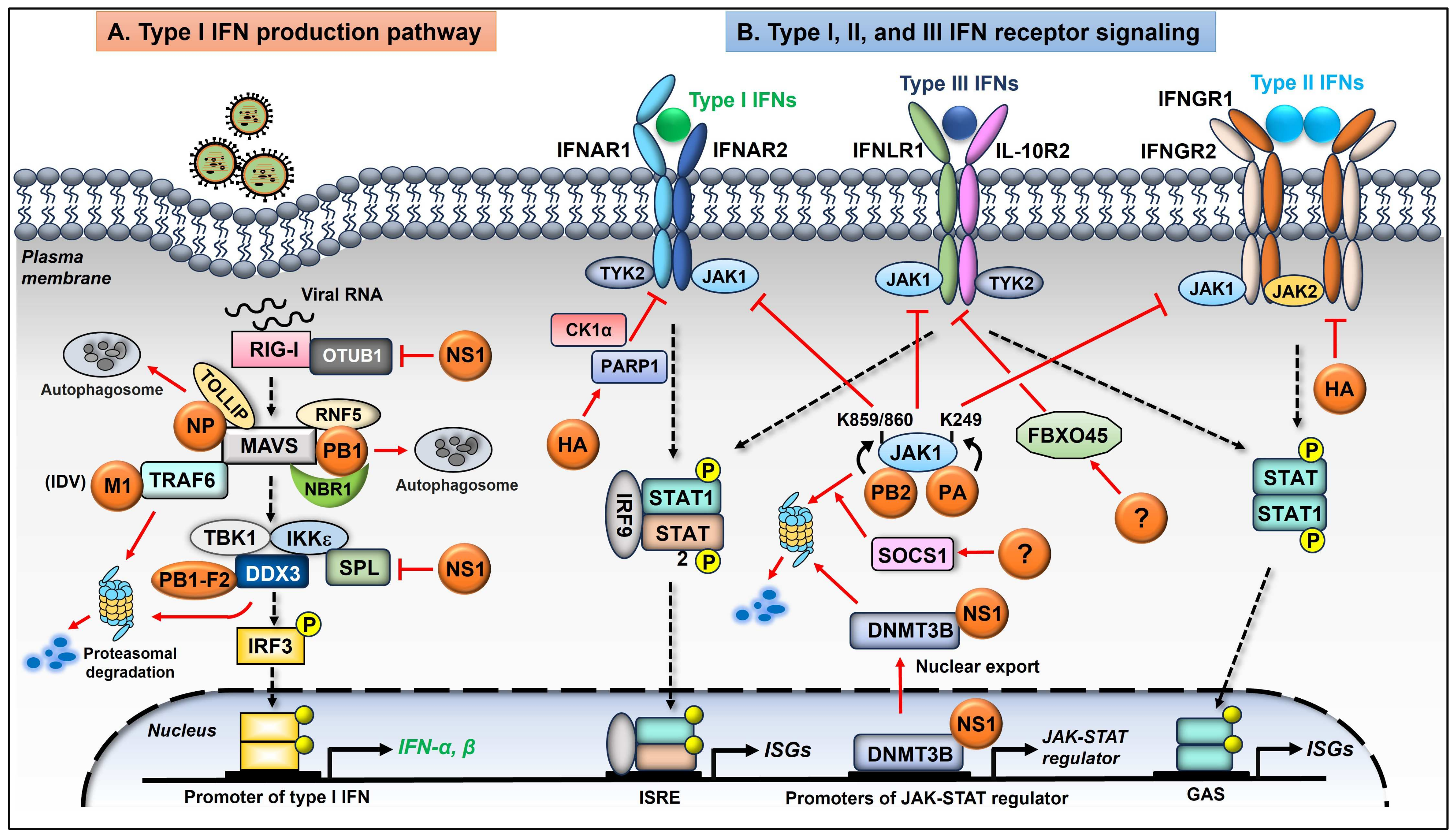 Ijms 25 04677 g002 Ijms 25 04677 g002