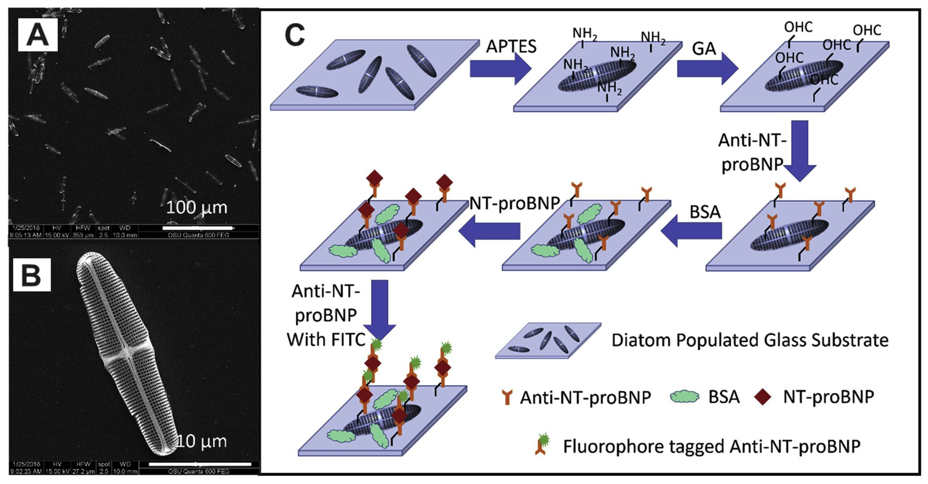 Ijms 25 04678 g002 Ijms 25 04678 g002