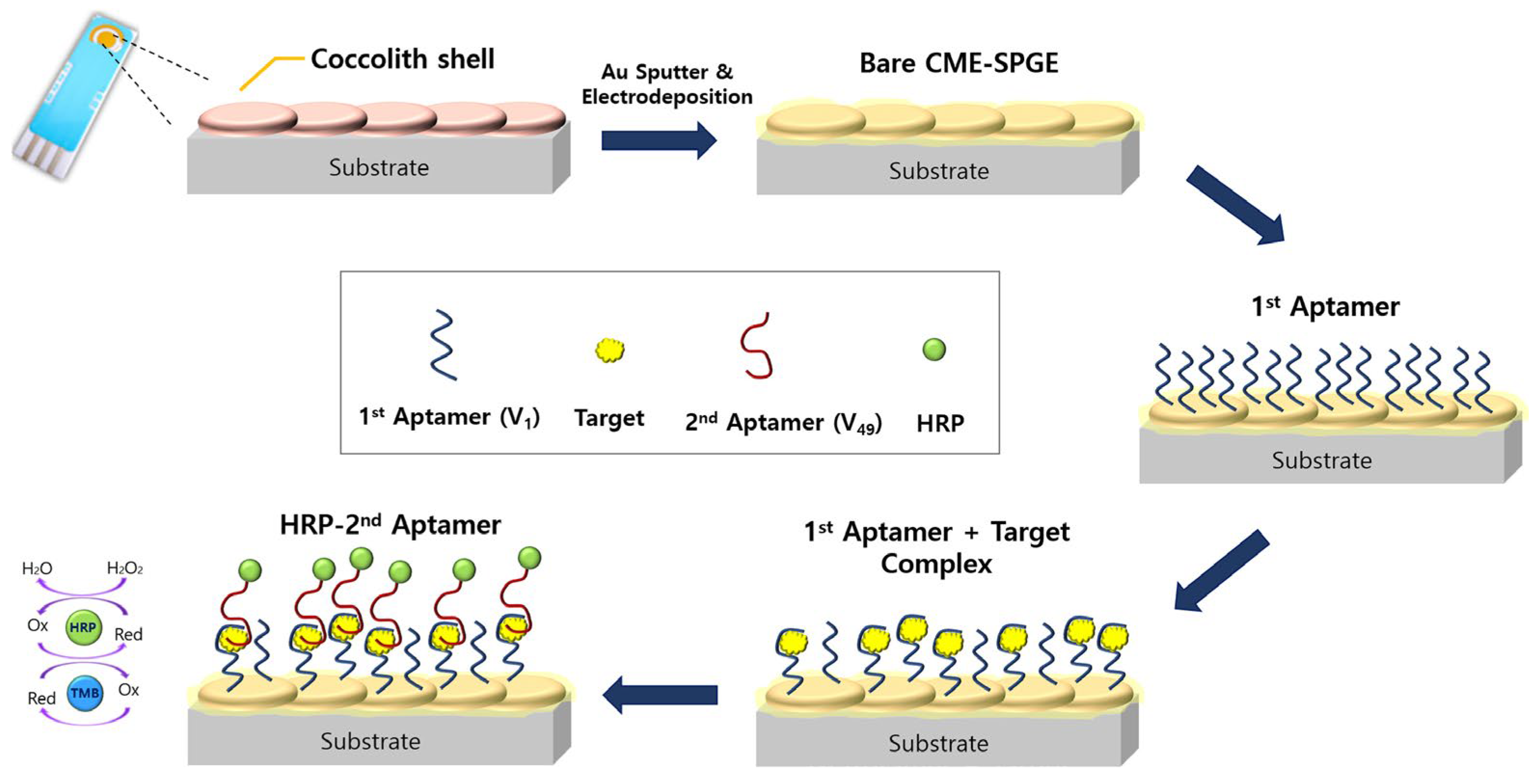 Ijms 25 04678 g005 Ijms 25 04678 g005