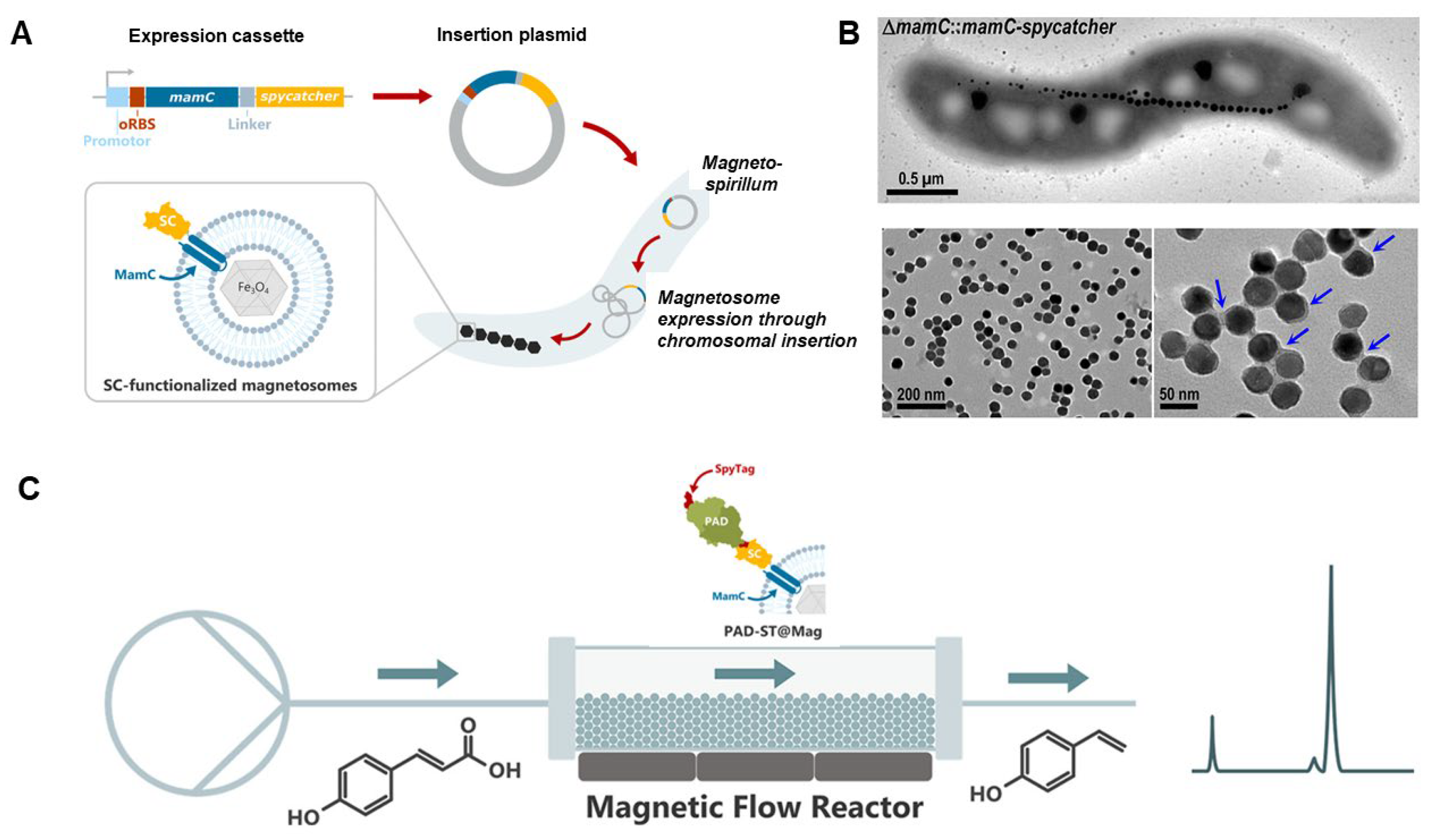 Ijms 25 04678 g007 Ijms 25 04678 g007