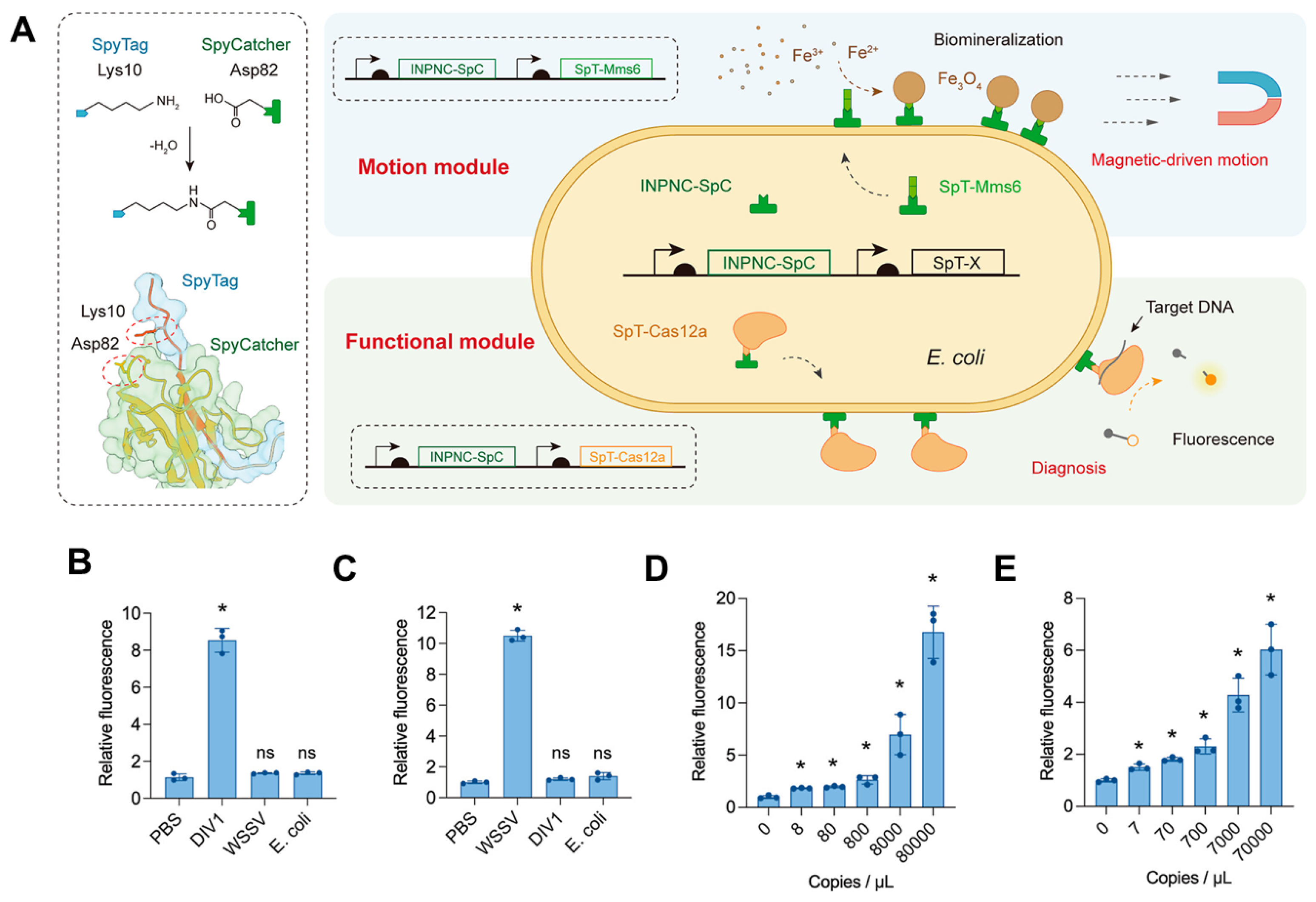 Ijms 25 04678 g008 Ijms 25 04678 g008